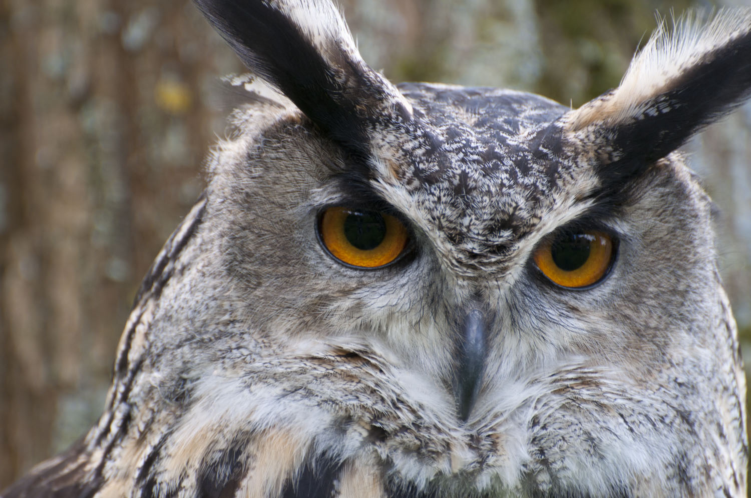Eagle Owl - 2