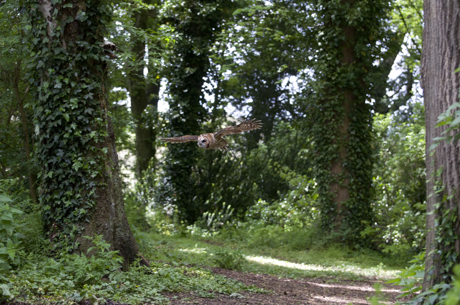 Tawny Owl - 1