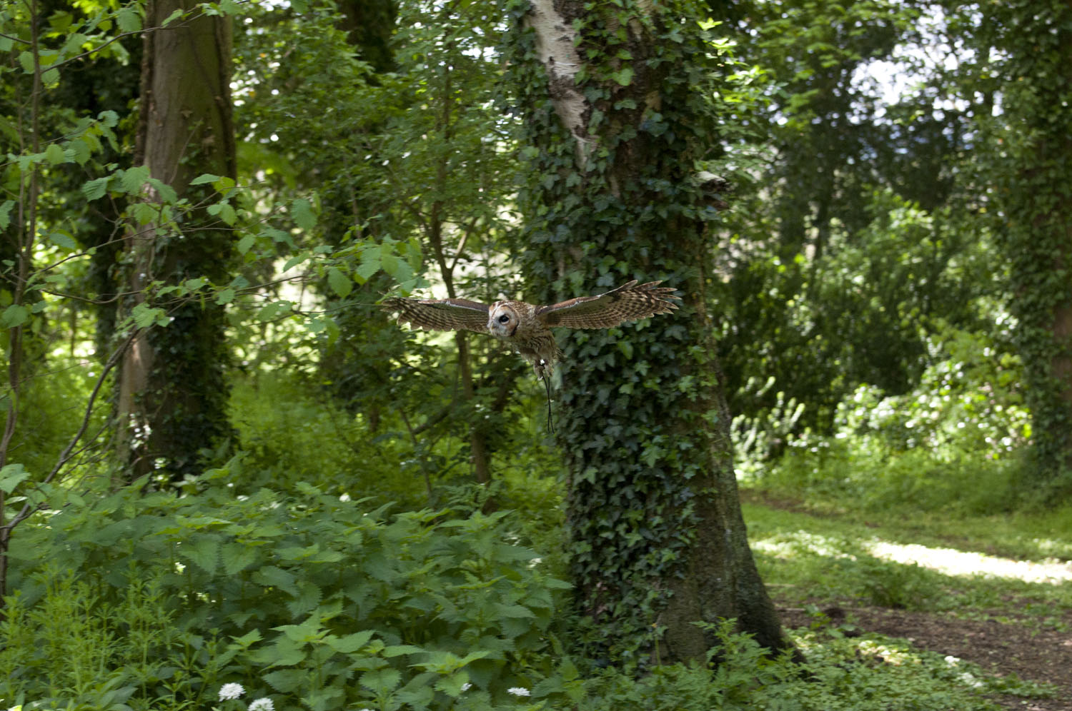 Tawny Owl - 2