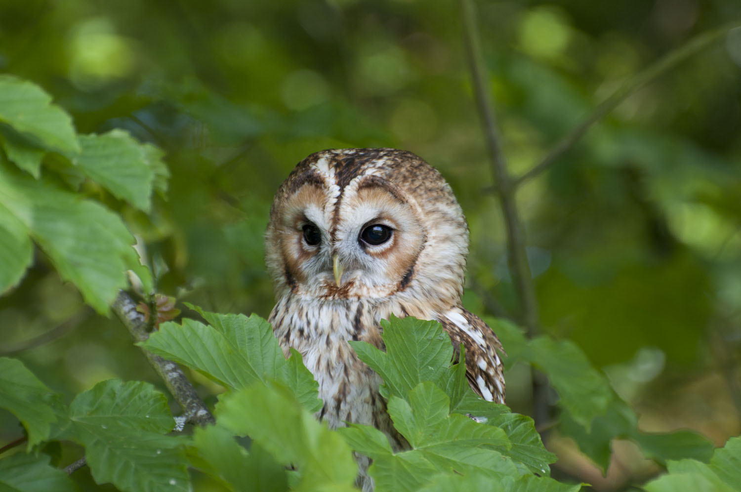 Tawny Owl - 4