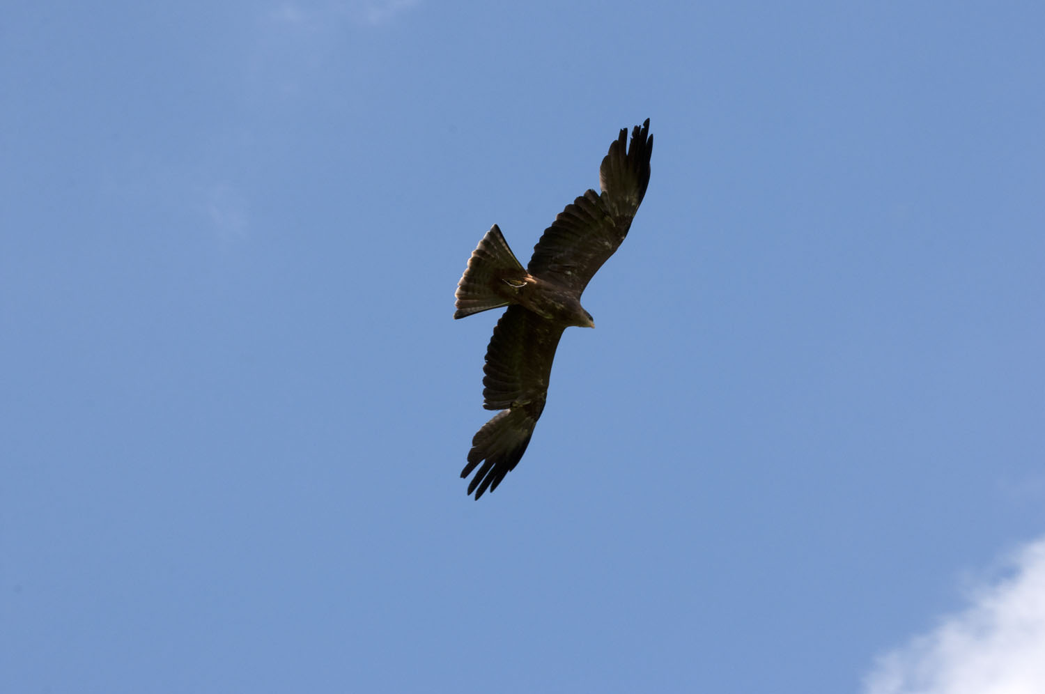 Black Kite - 1