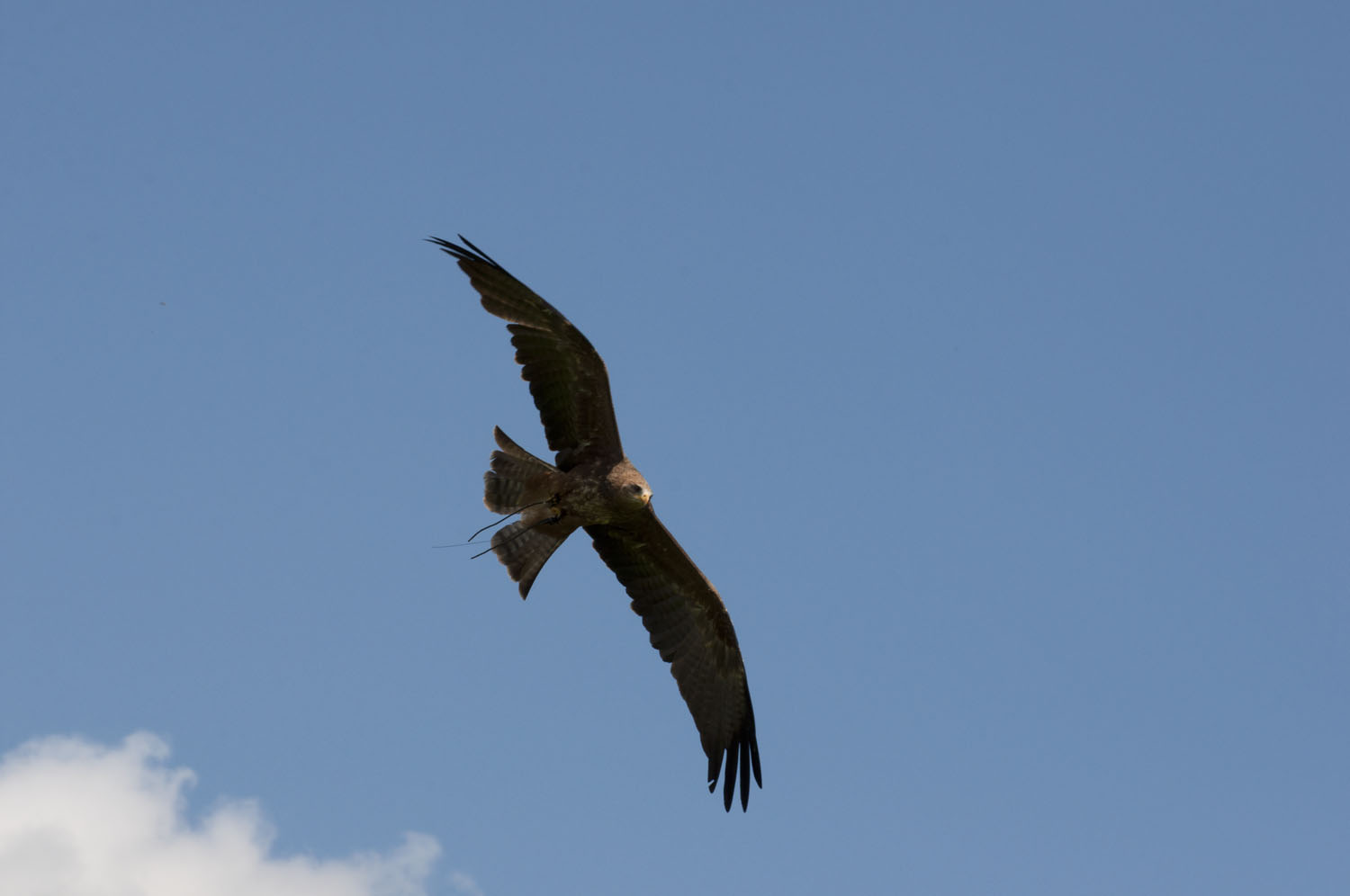 Black Kite - 2