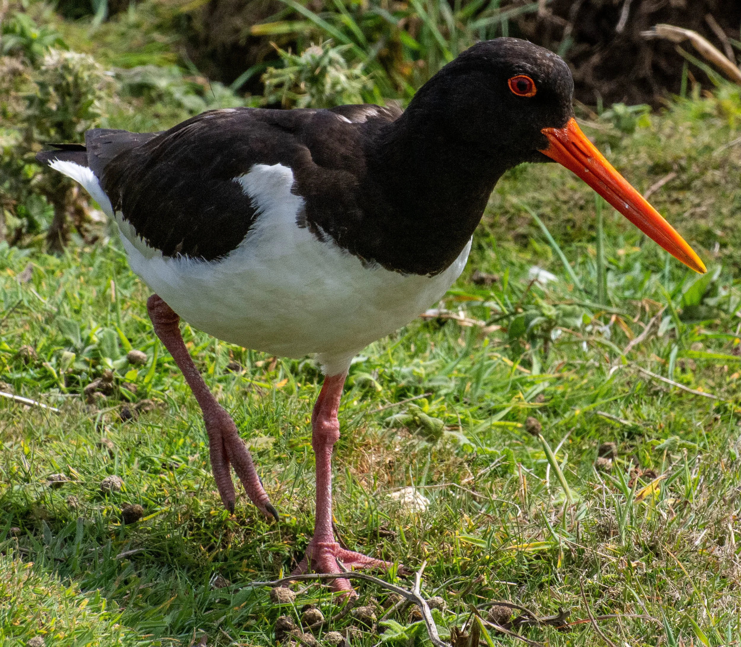 Oystercatcher (Haematopus ostralegus)