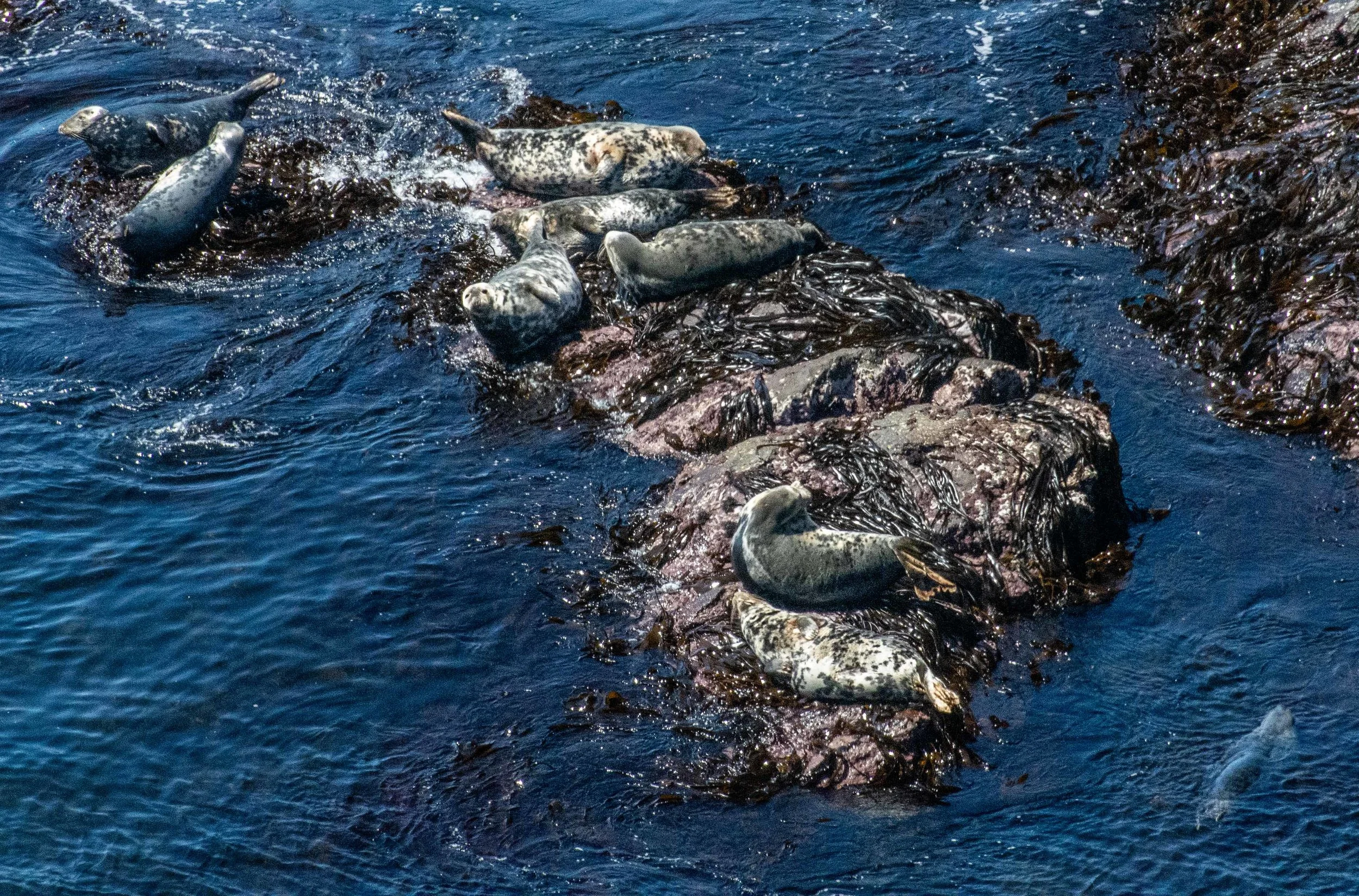 Grey Seals
