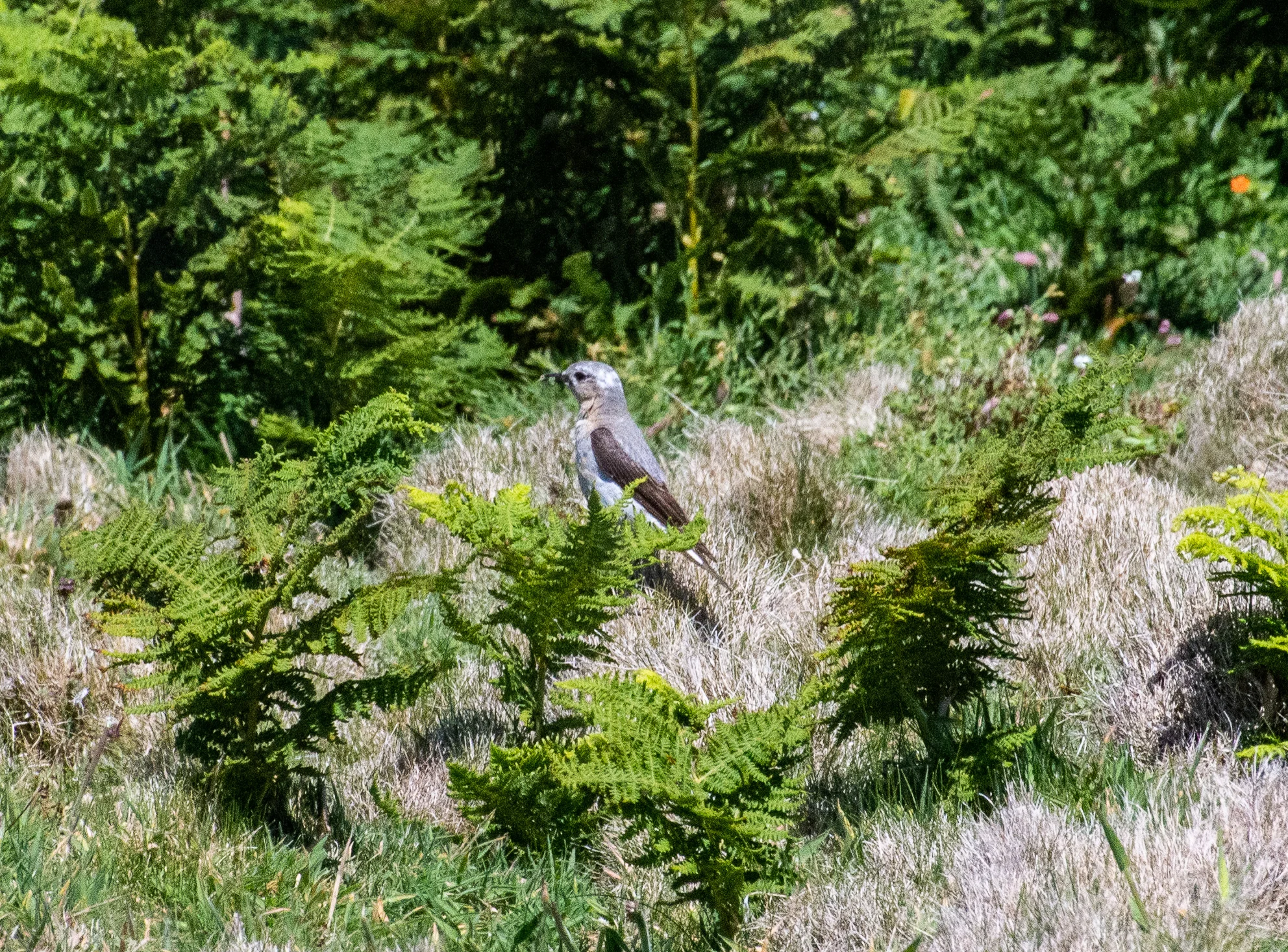 Wheatear (Oenanthe oenanthe)