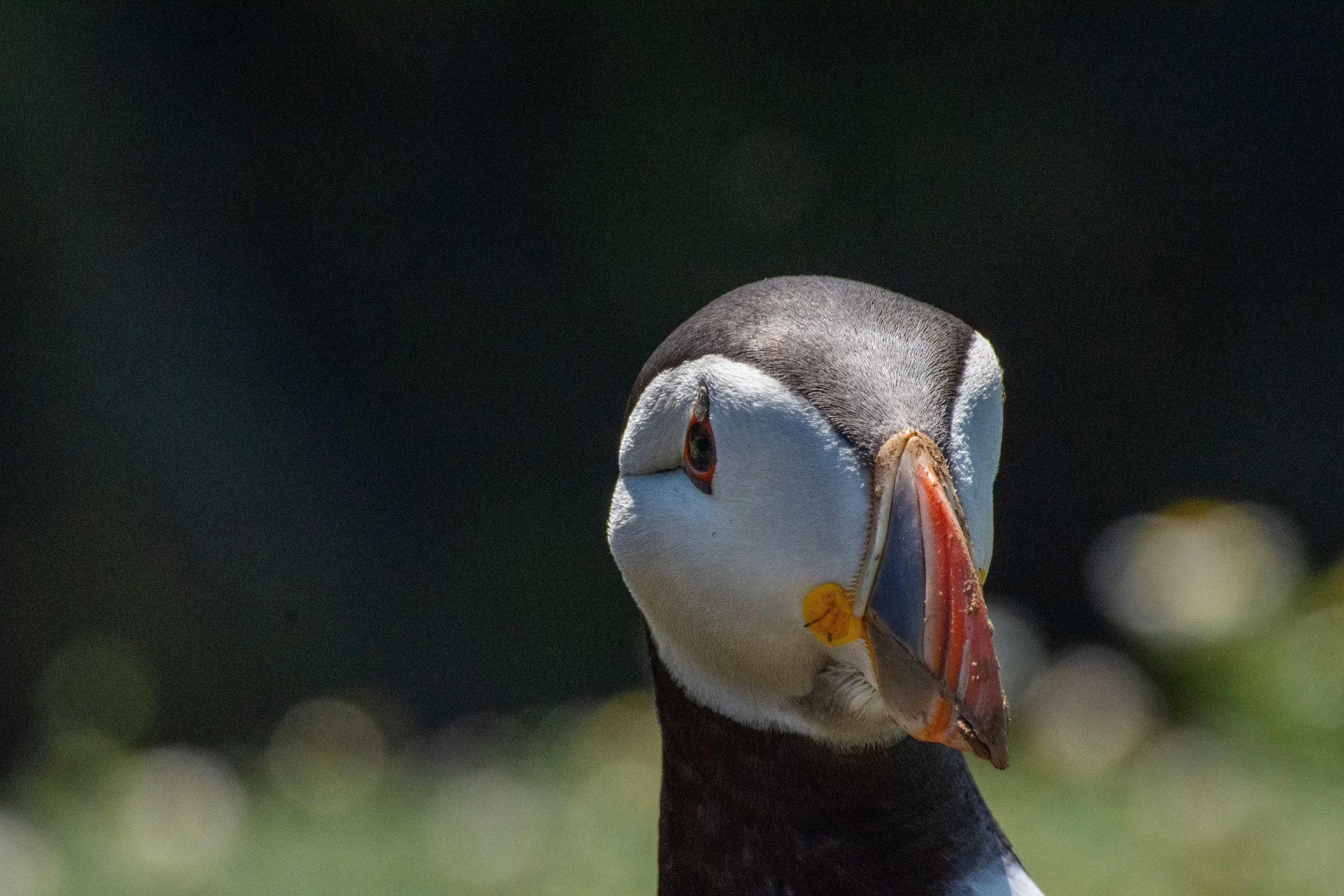Puffin (Fratercula arctica)