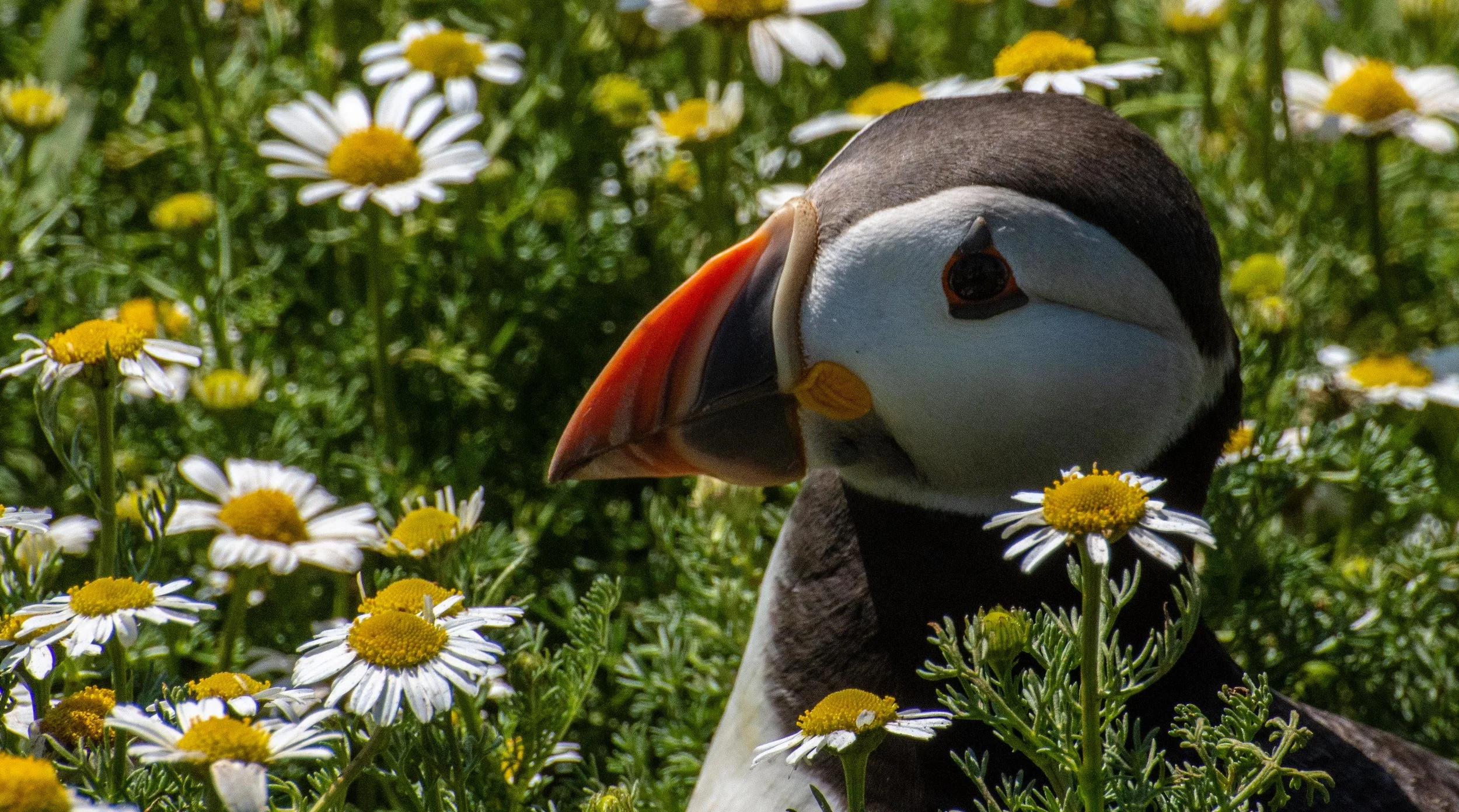 Puffin (Fratercula arctica)