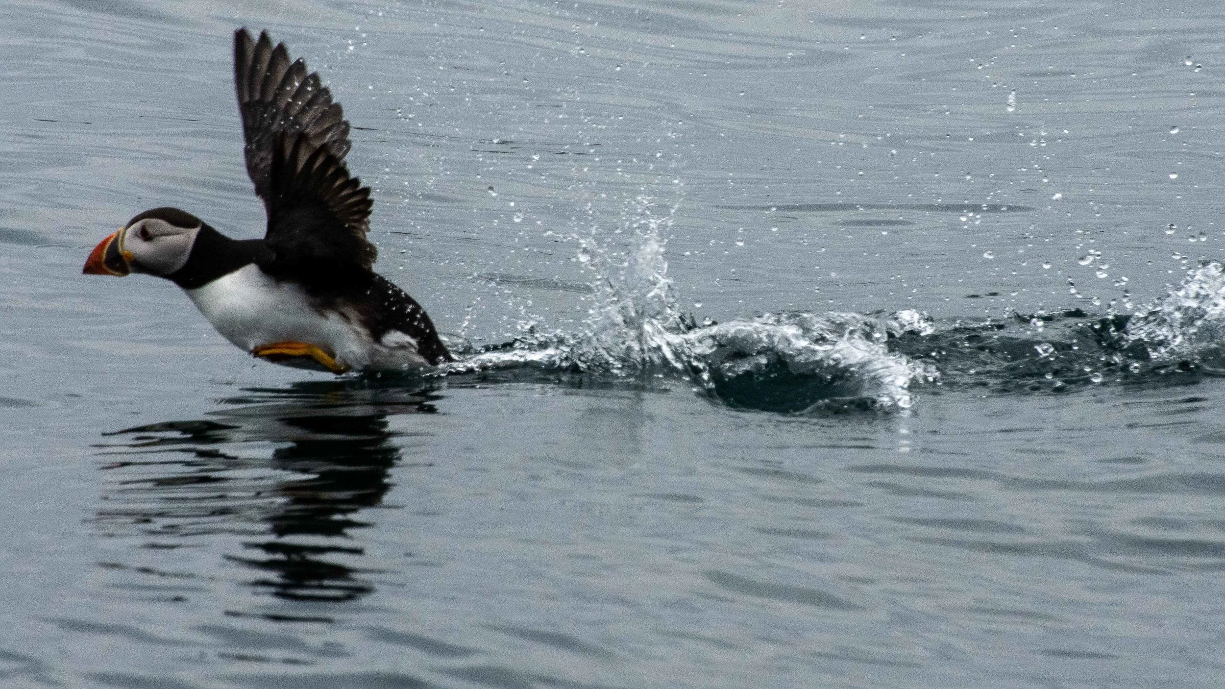 Puffin (Fratercula arctica)