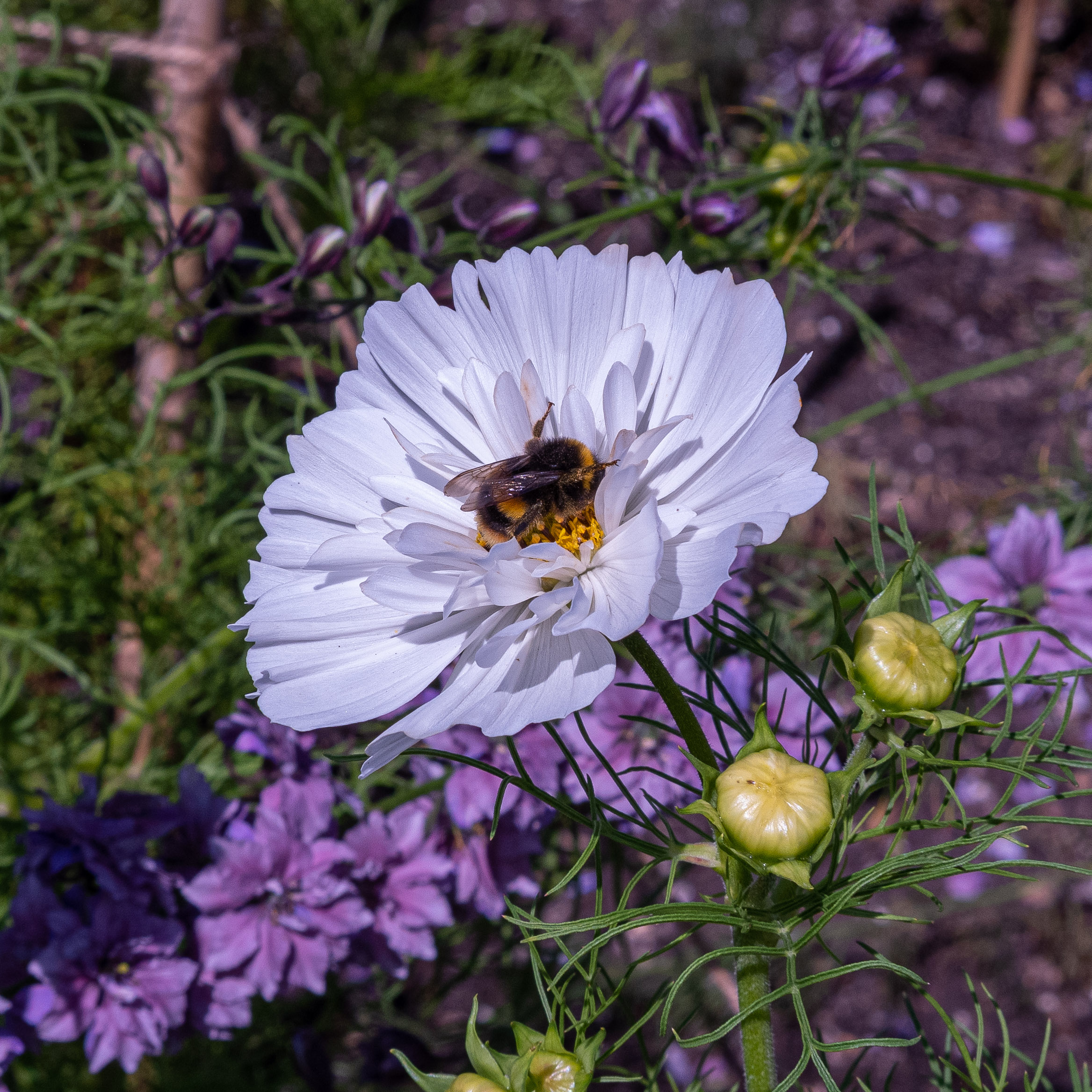 DSCF2258.jpg