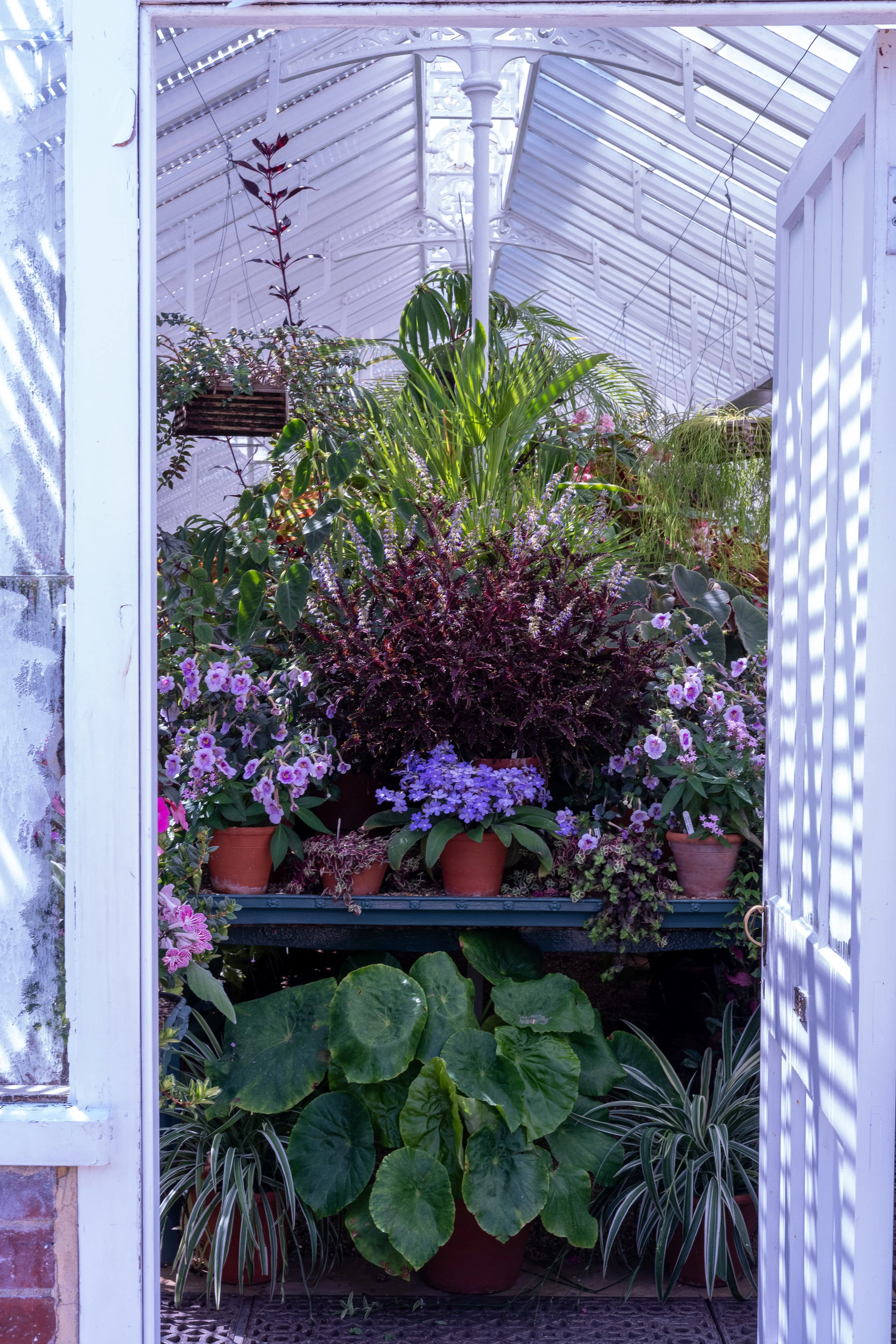This glasshouse had a wonderful lighting effect due to the slats minimising the sun’s effect creating an interesting plant noire effect.