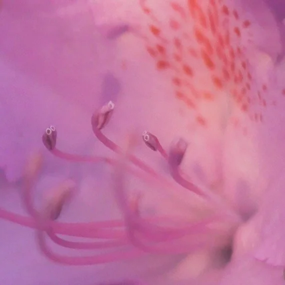 #rhododendron