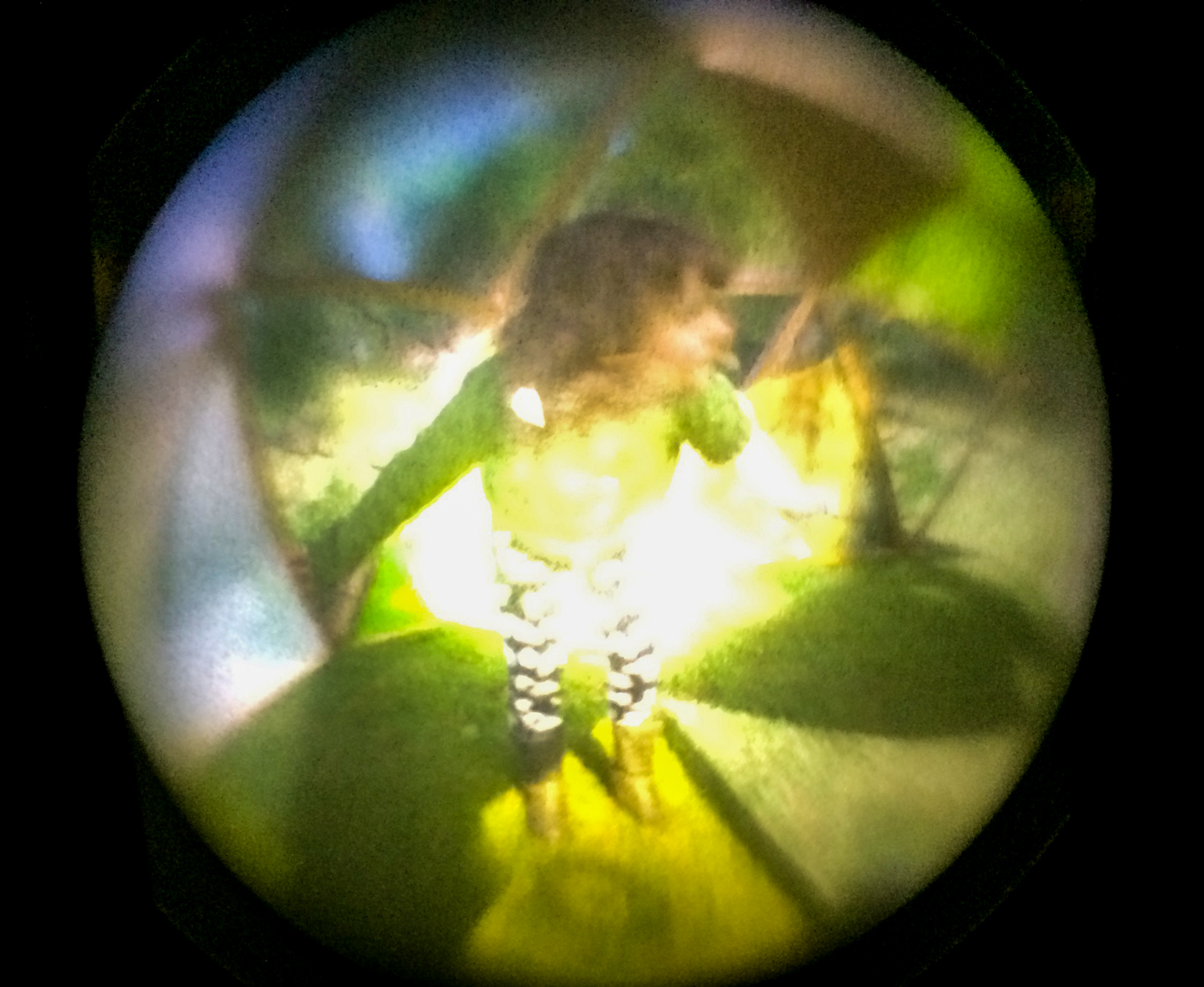 10.zoe in sundome through camera obscura.jpg