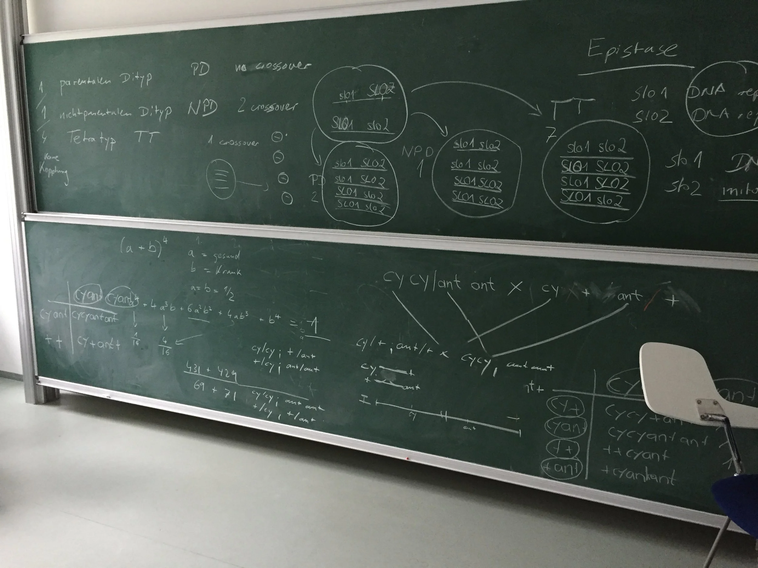 Yes, teaching genetics!