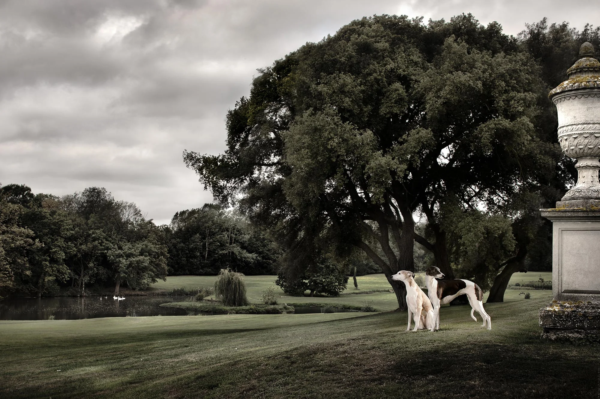 Animal Photo Whippet Dog Country