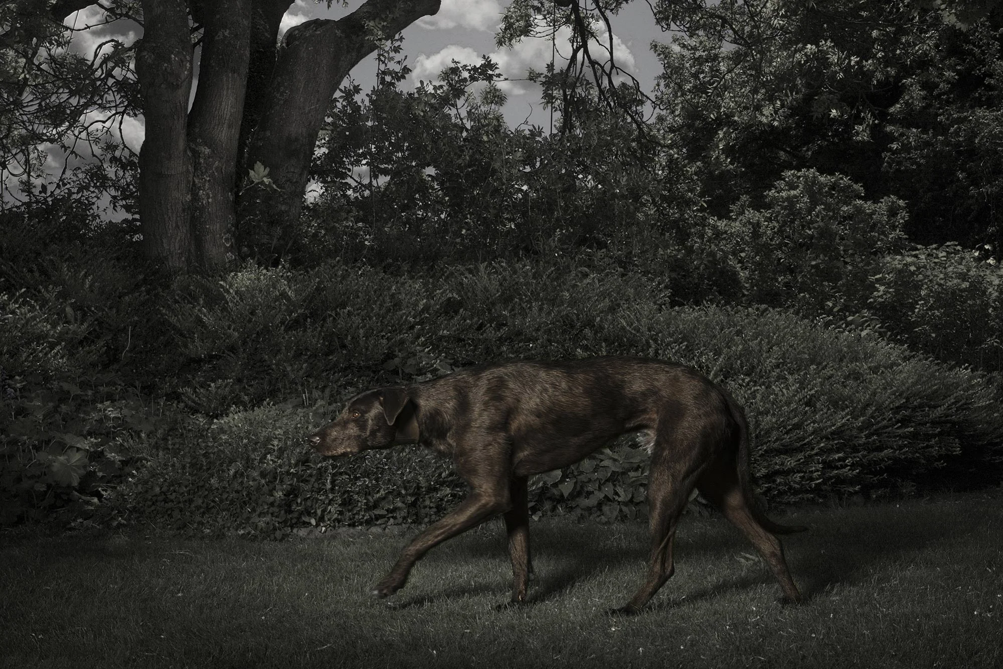 Deerhound Dog Country