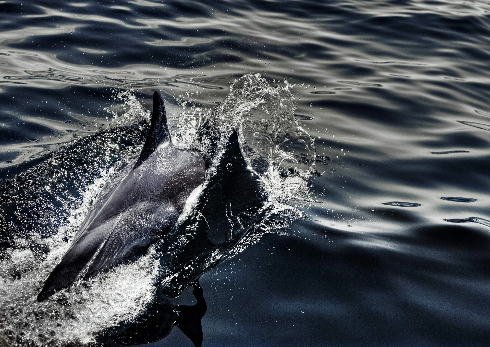Animal Photo Common Dolphin Ocean