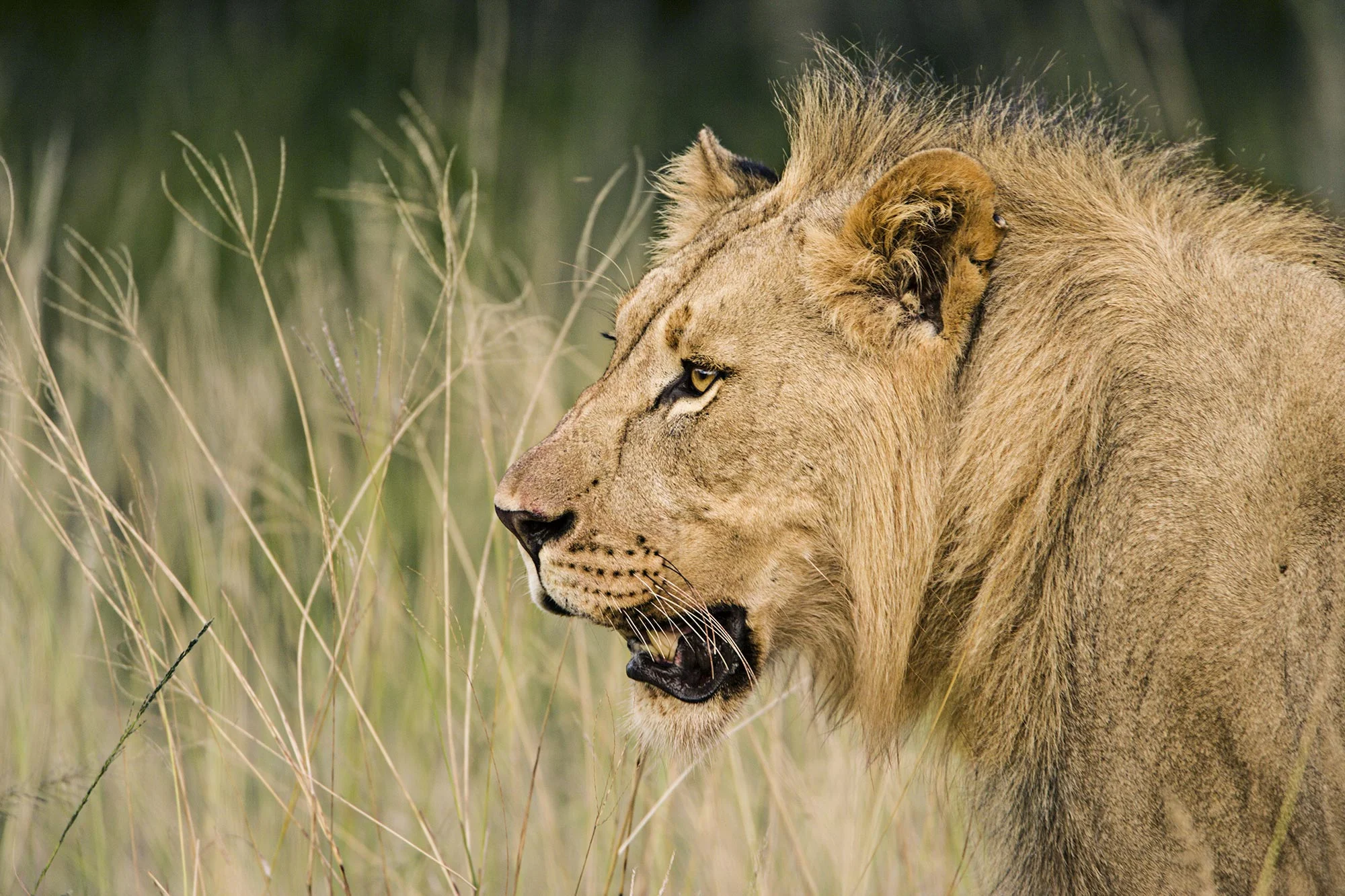 Lion in Africa photograph