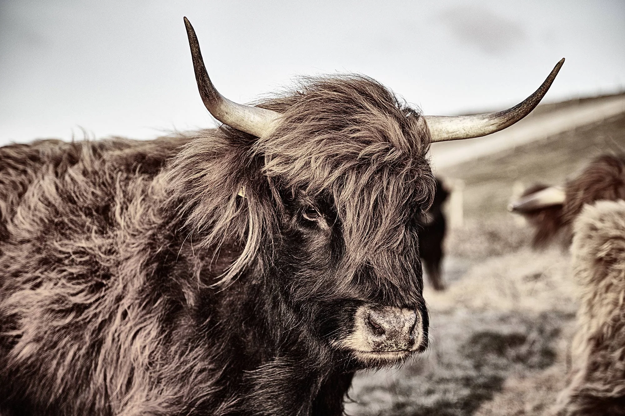 Animal Photo Highland Cattle Country
