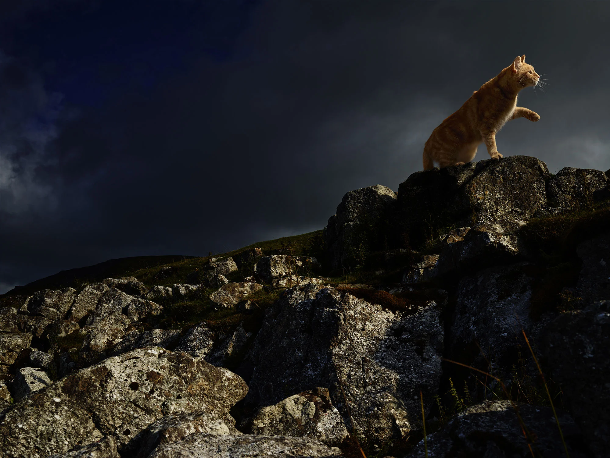 Animal Photo Ginger Cat Country