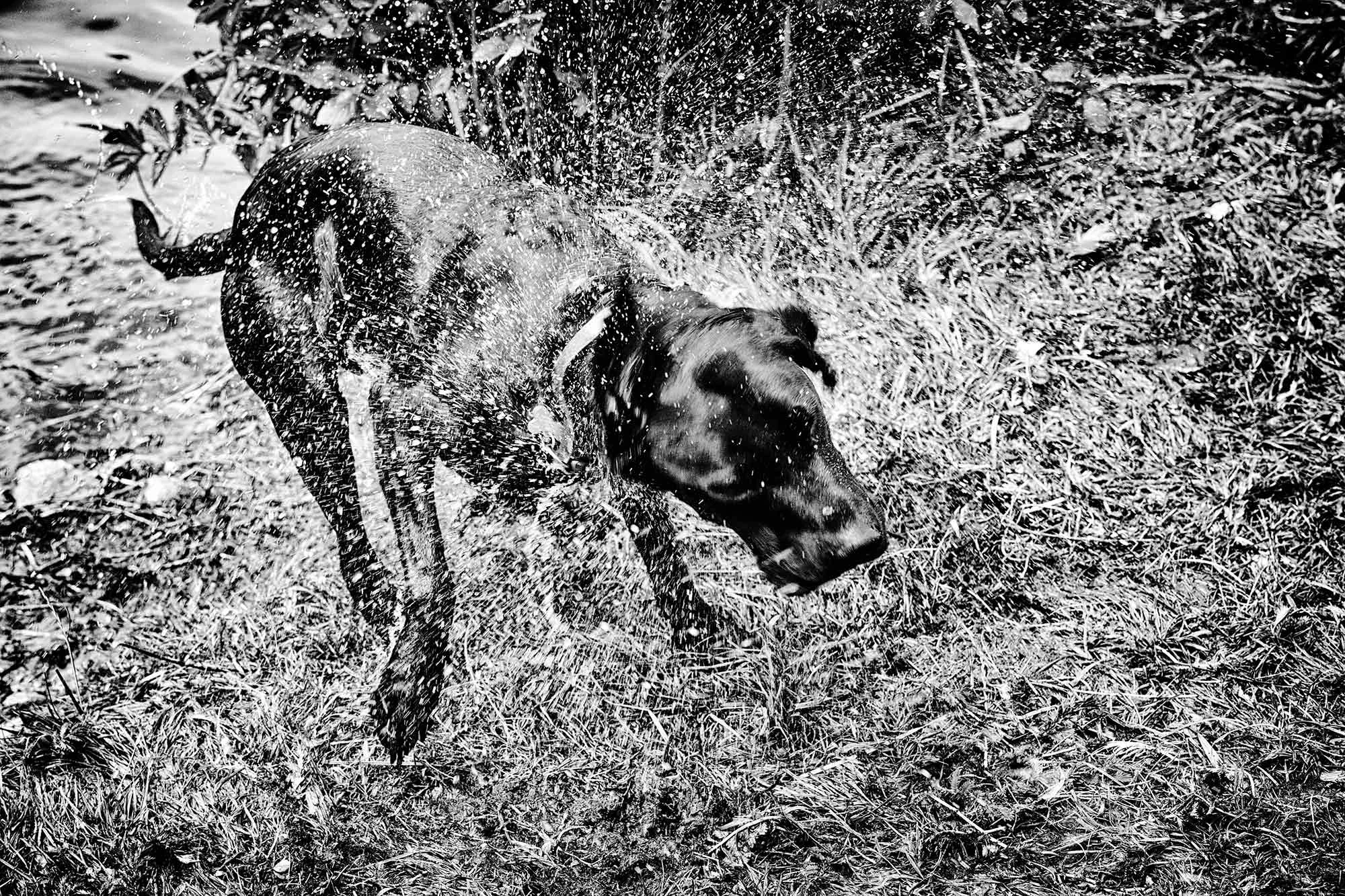 Labrador White Shake animal photograph