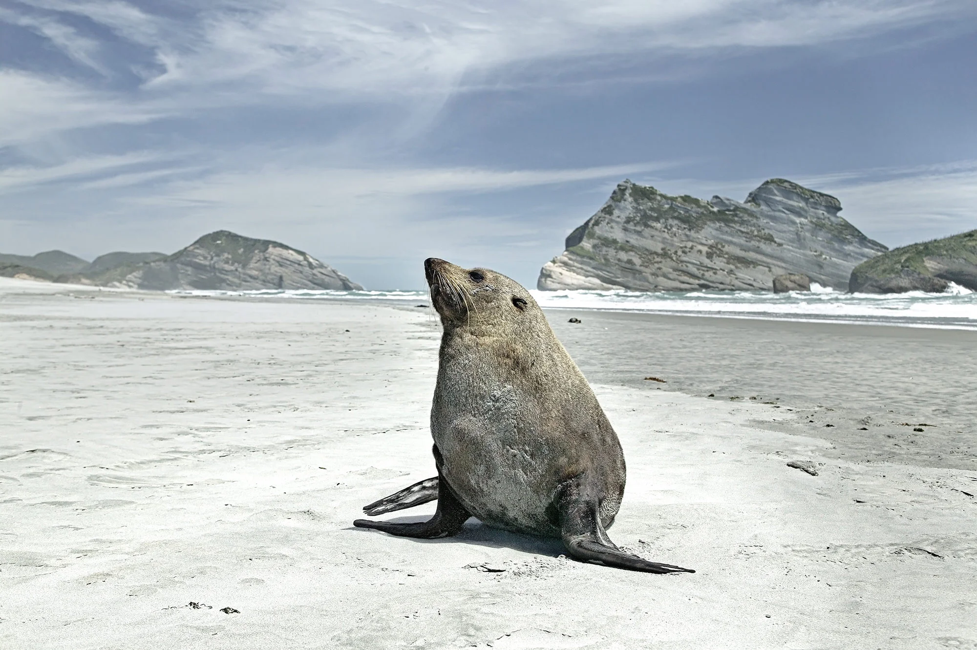 Animal Photo Seal New Zealand
