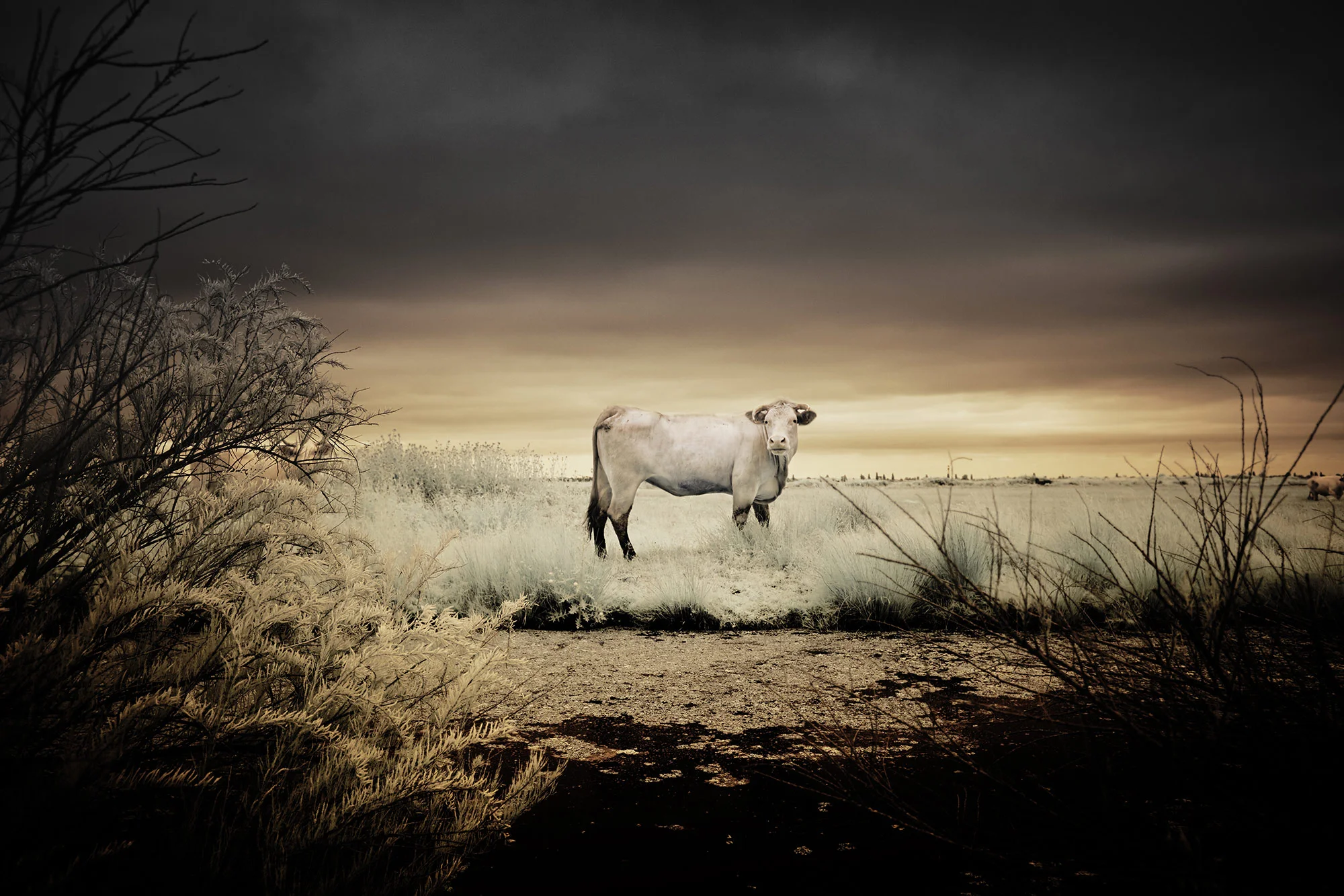 Cow in France picture