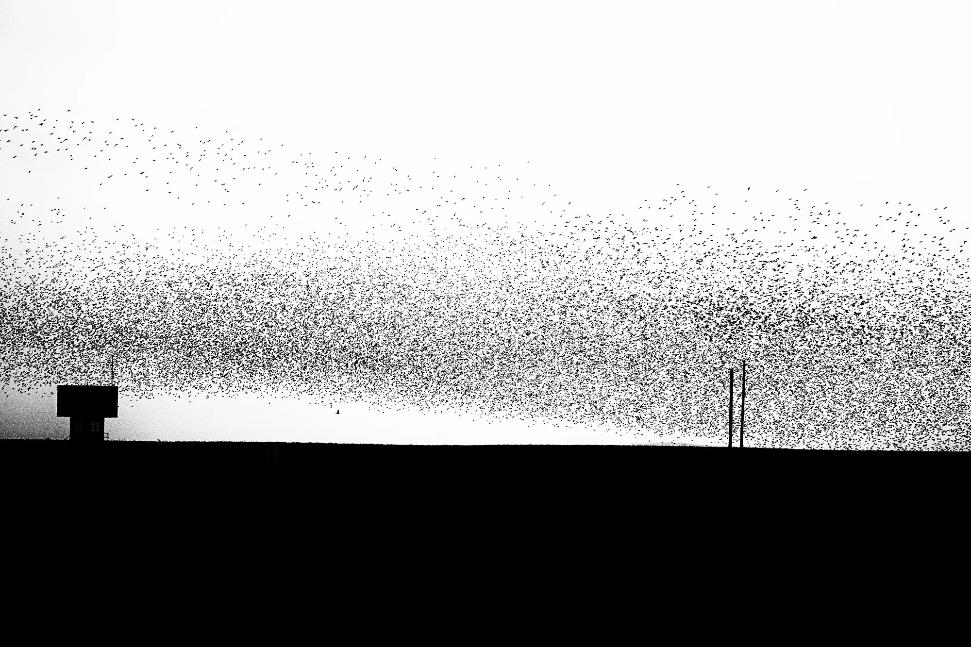 Animal Photo Starling Roost Birds