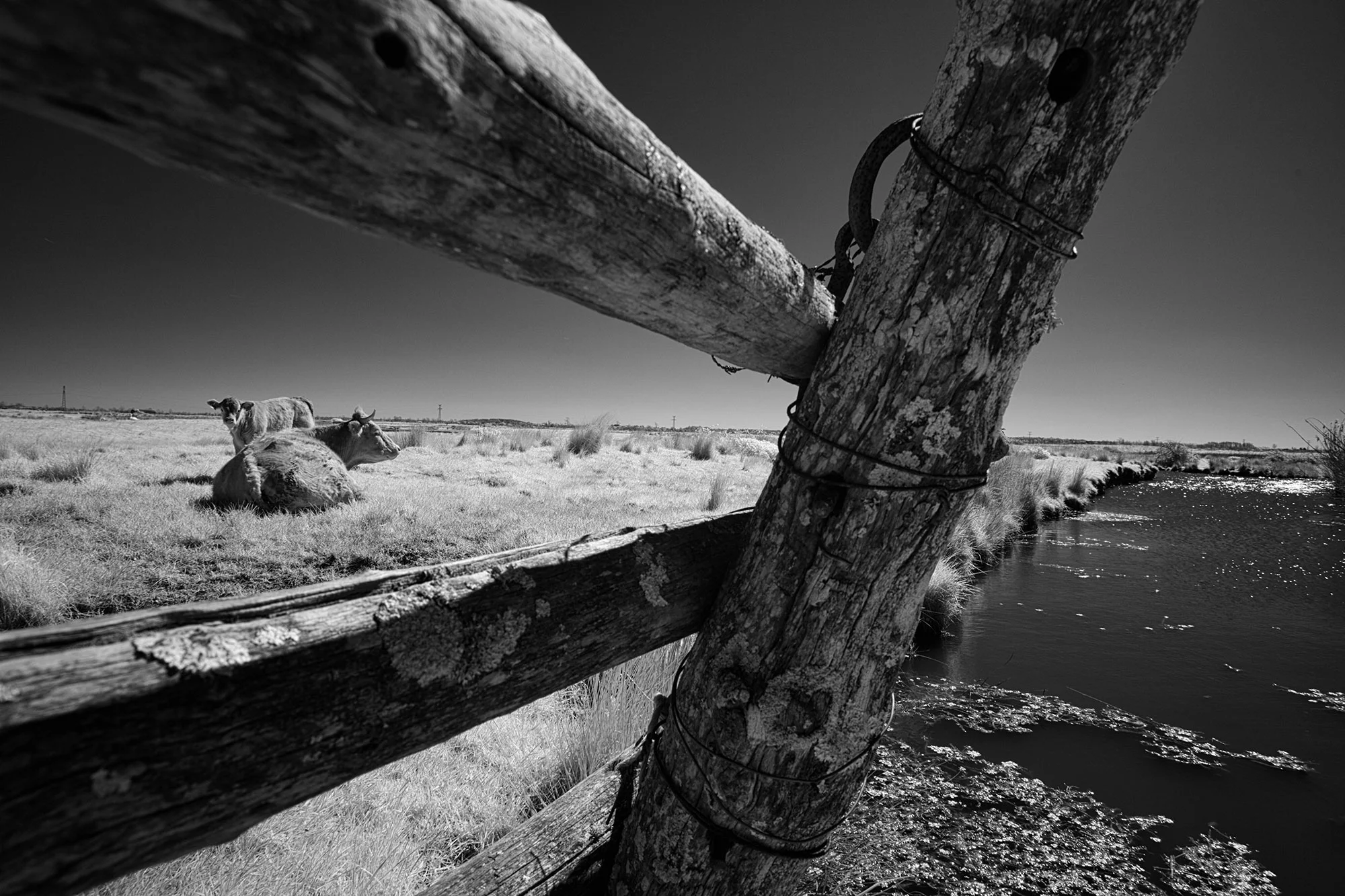 Animal Photo Cattle Fence France