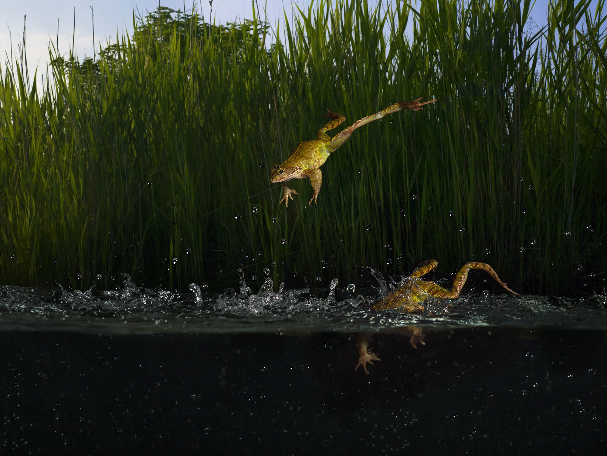 Marsh Frogs River