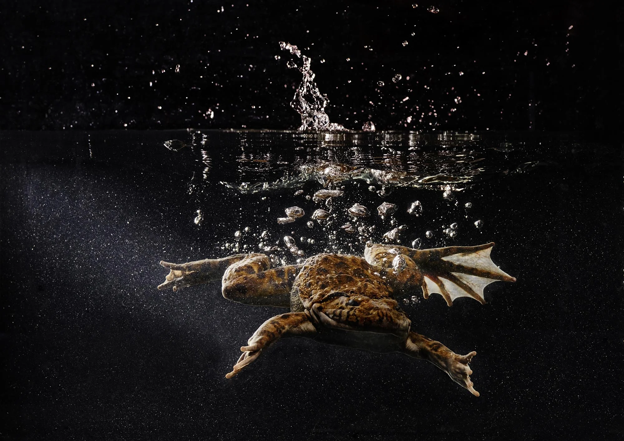 Goliath Frog Africa