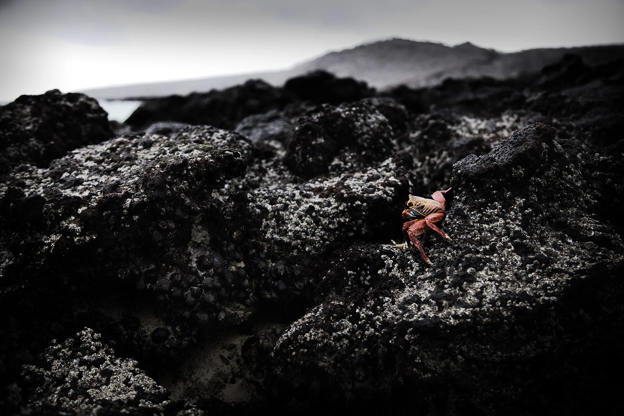 Crab Sally Lightfoot Galapagos