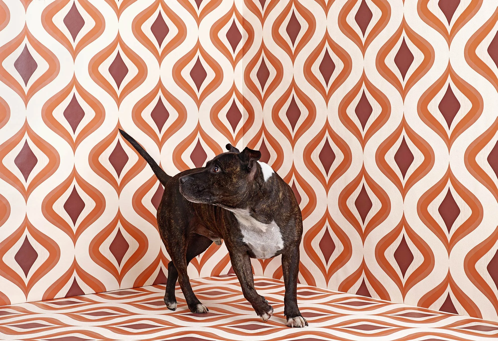 Animal Photo Staffies Dog