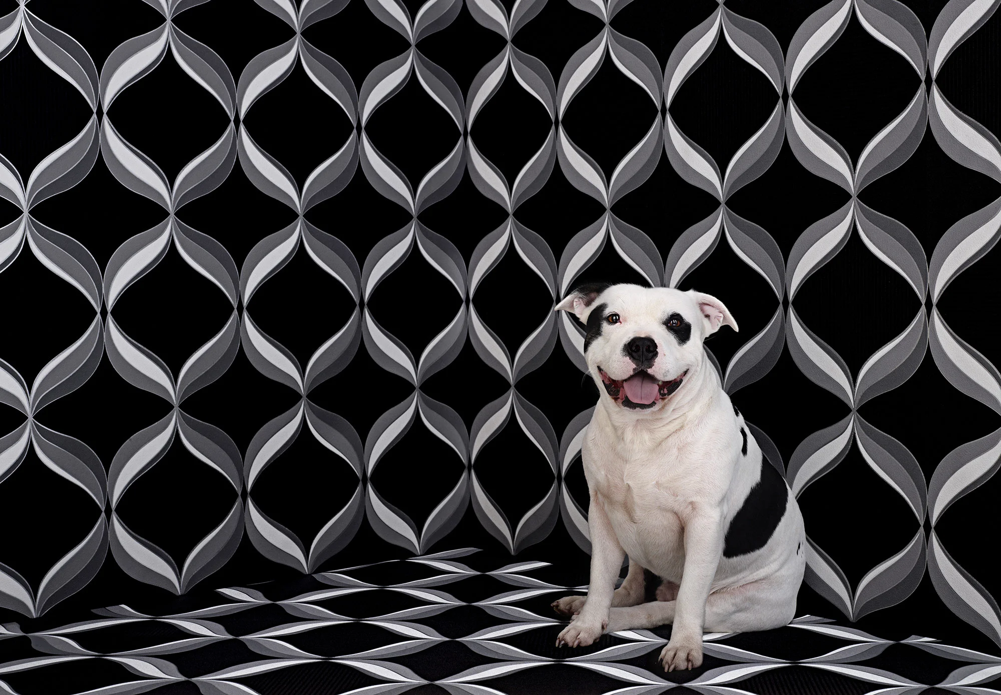 Animal Photo Staffies Dog