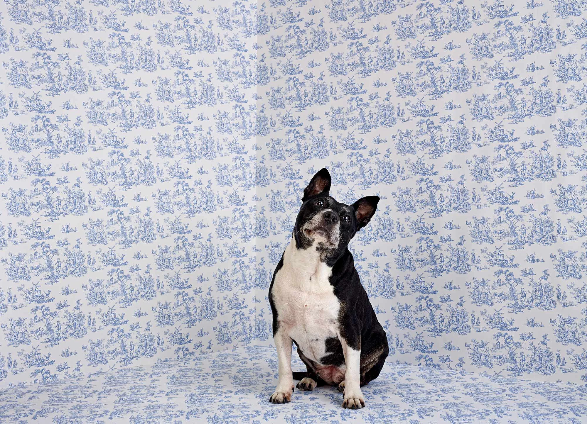 Animal Photo Staffies Dog