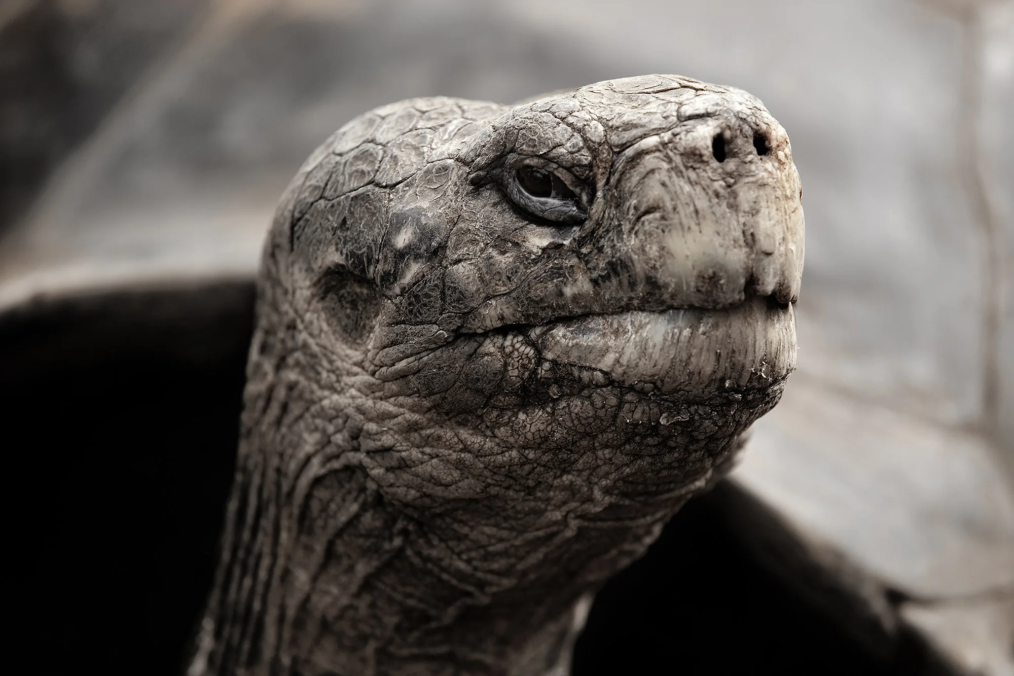 Animal Photo Galapagos Giant Tortoise