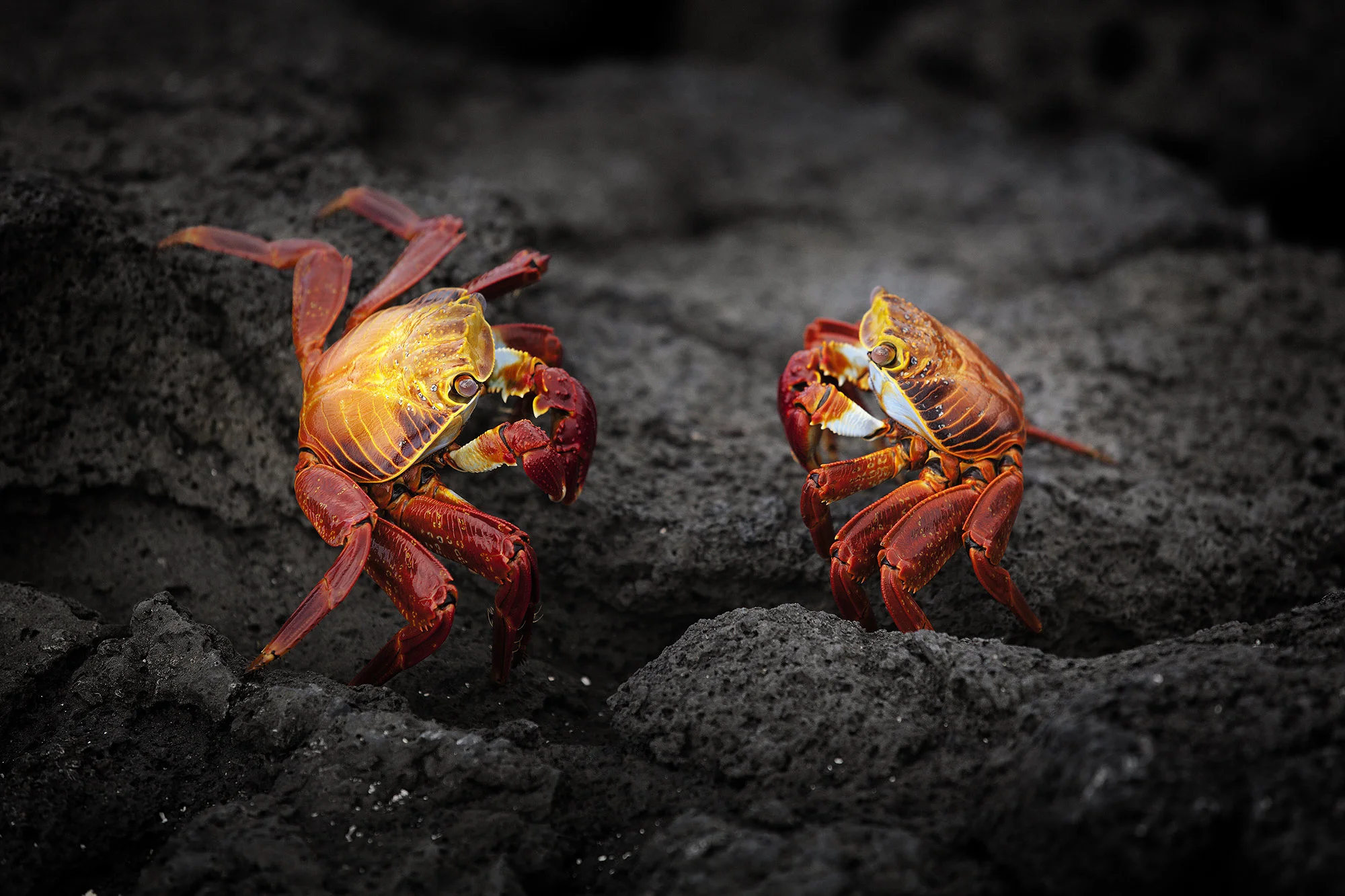 Animal Photo Galapagos Sally Lightfoot Crab