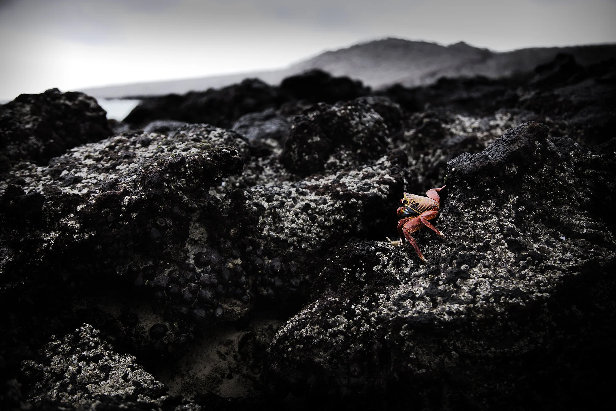 Animal Photo Galapagos Sally Lightfoot Crab