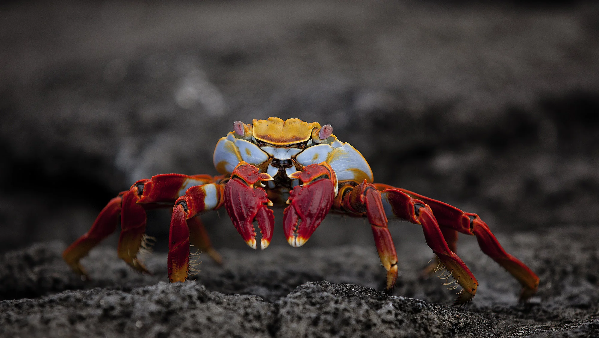 Animal Photo Galapagos Sally Lightfoot Crab