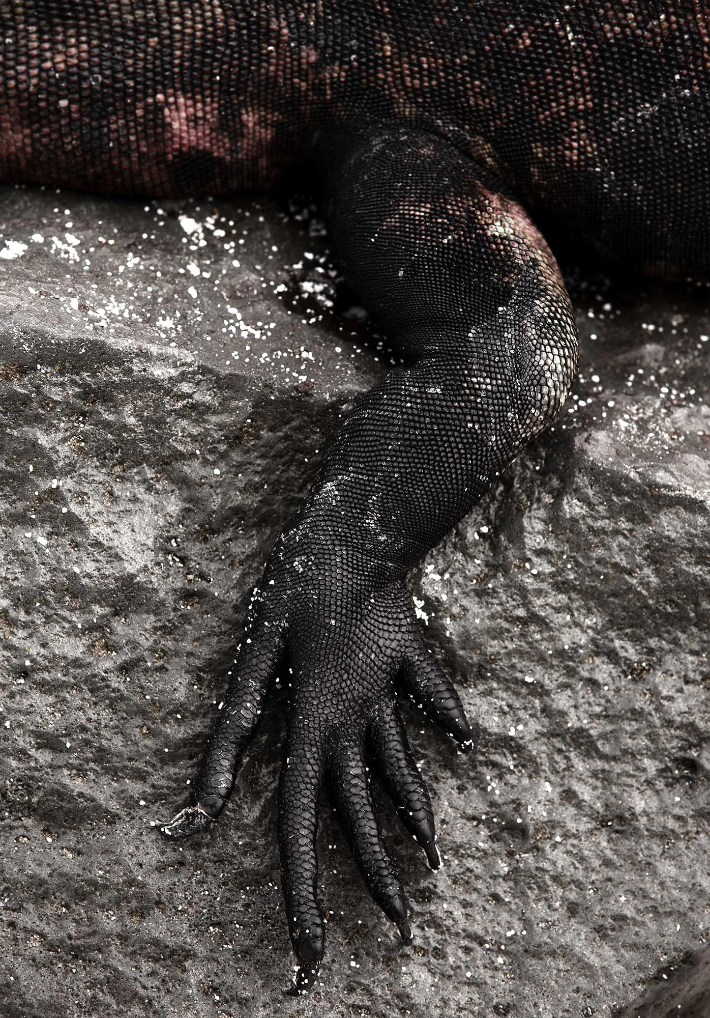Animal Photo Galapagos Marine Iguana