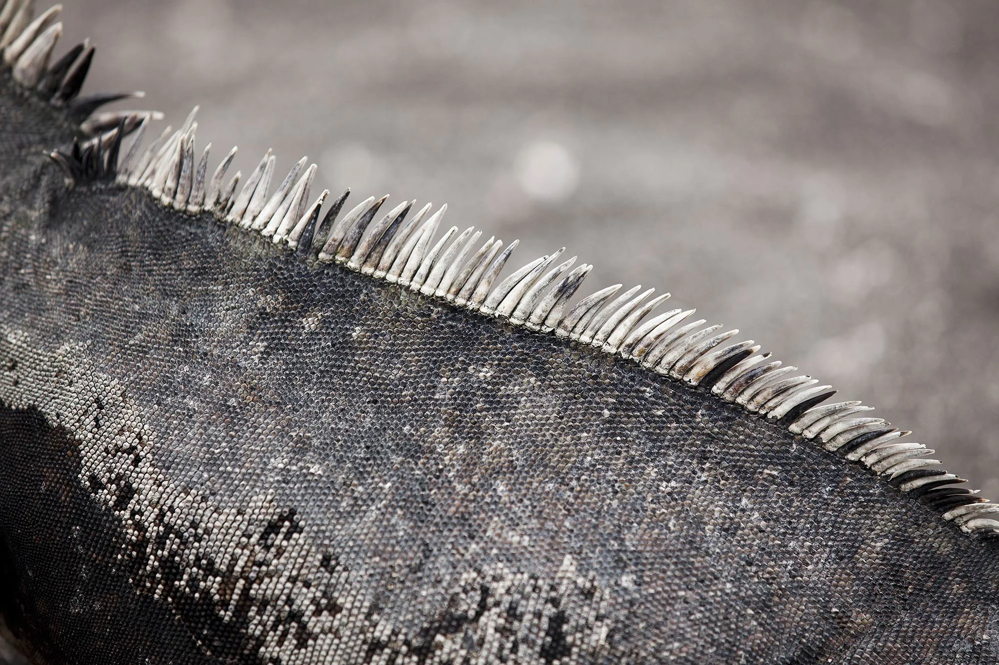 Animal Photo Galapagos Marine Iguana