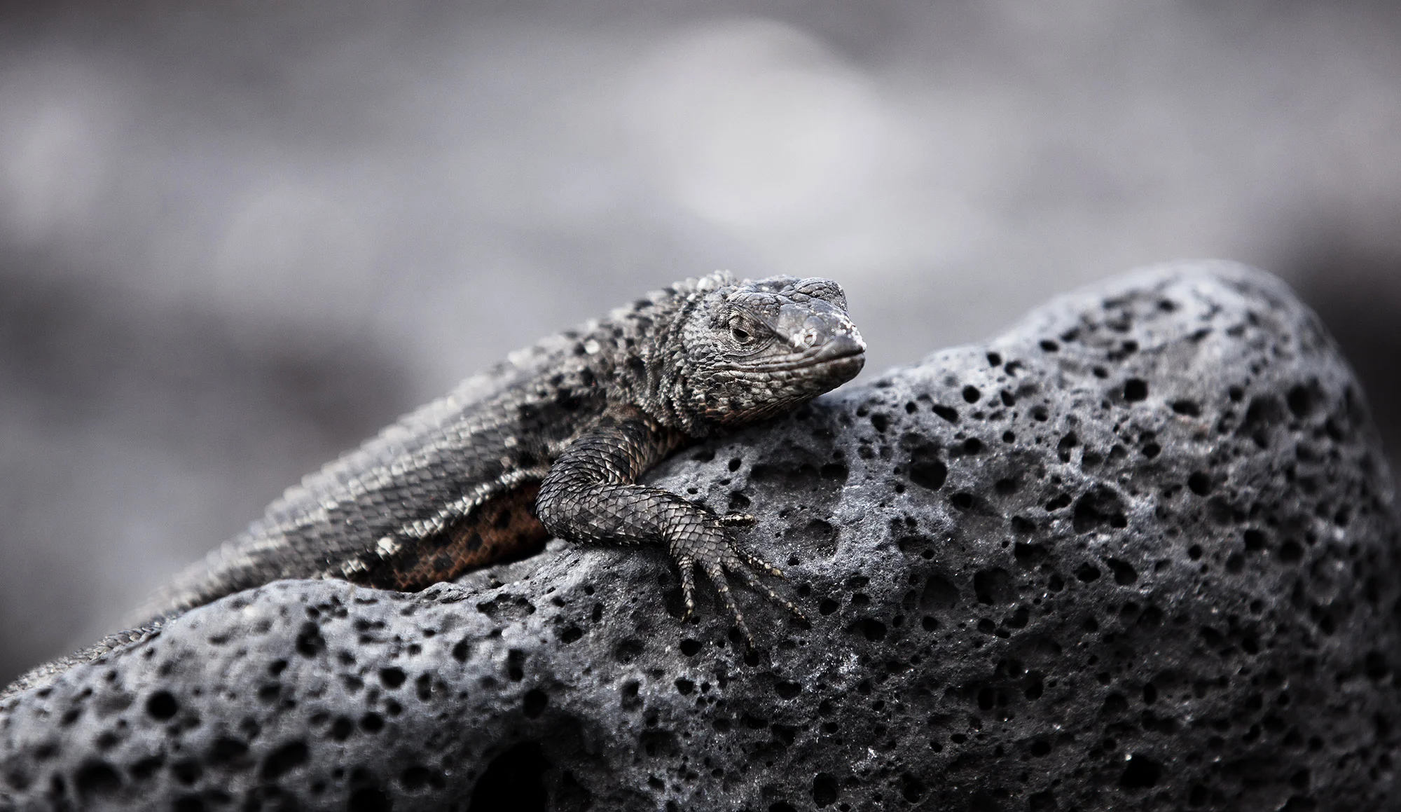 Animal Photo Galapagos Skink Lizard