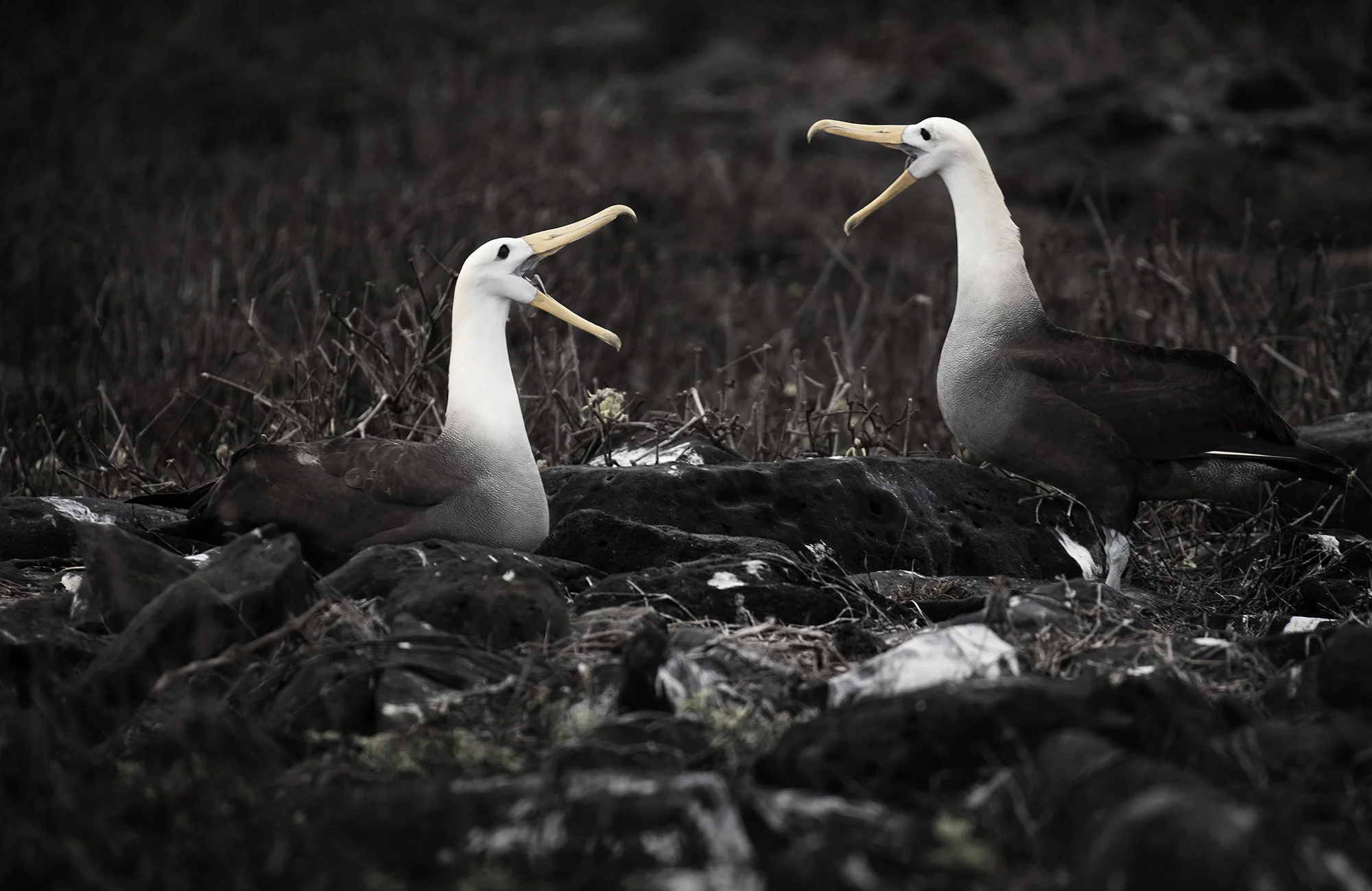Animal Photo Galapagos Albatross