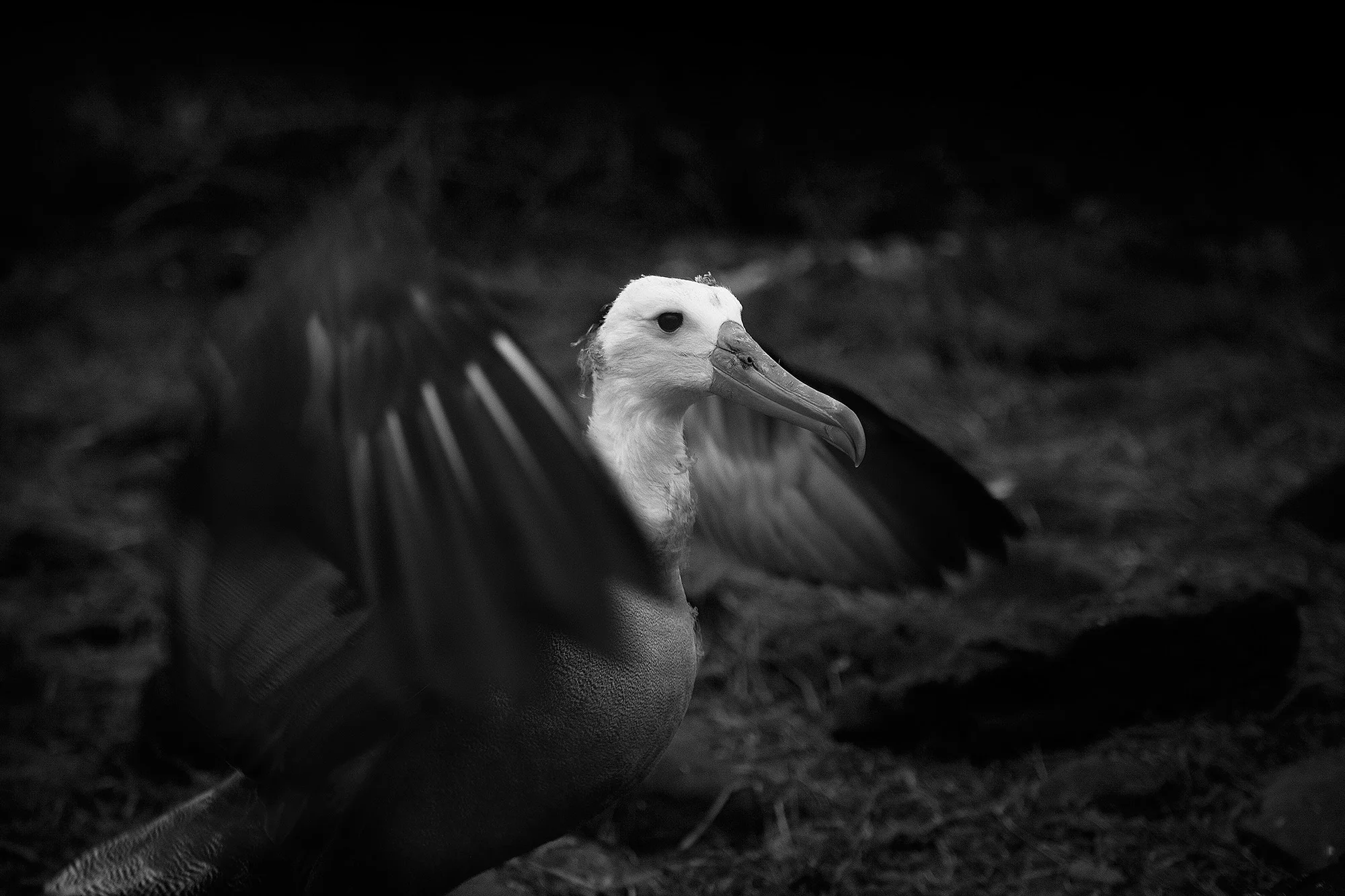 Animal Photo Galapagos Albatross