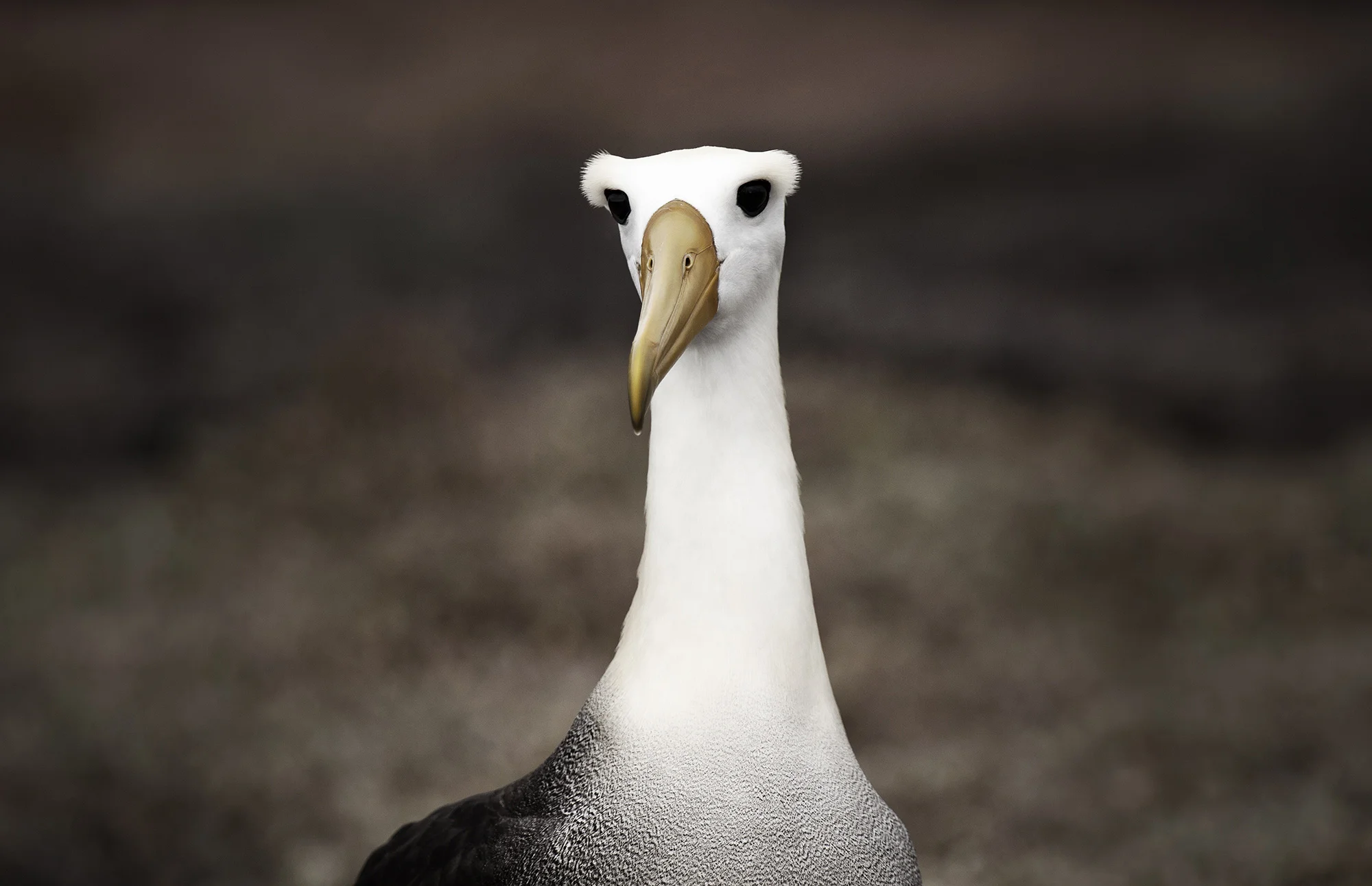 Animal Photo Galapagos Albatross