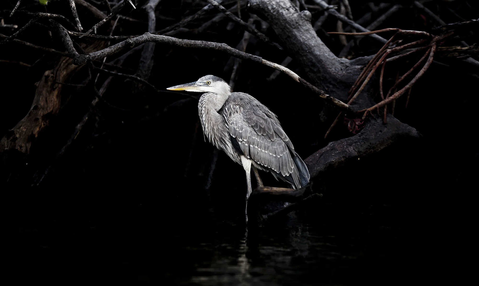 Animal Photo Galapagos Heron Bird