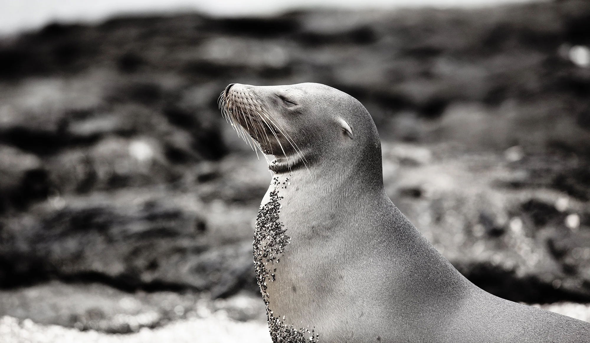 Animal Photo Galapagos Sea Lion