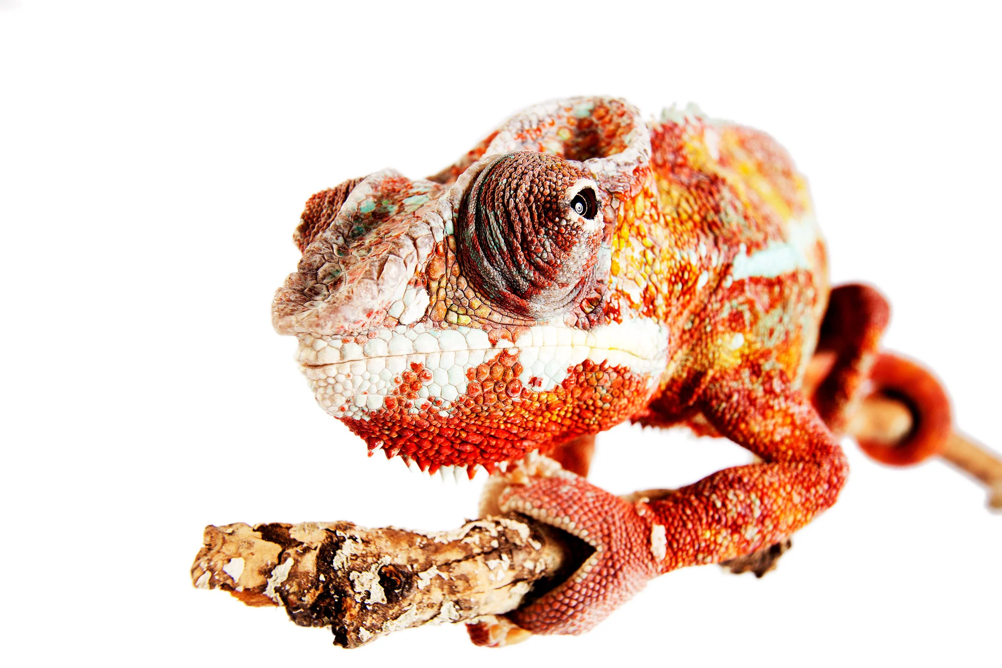 Animal Photo Madagascar Panther Chameleon