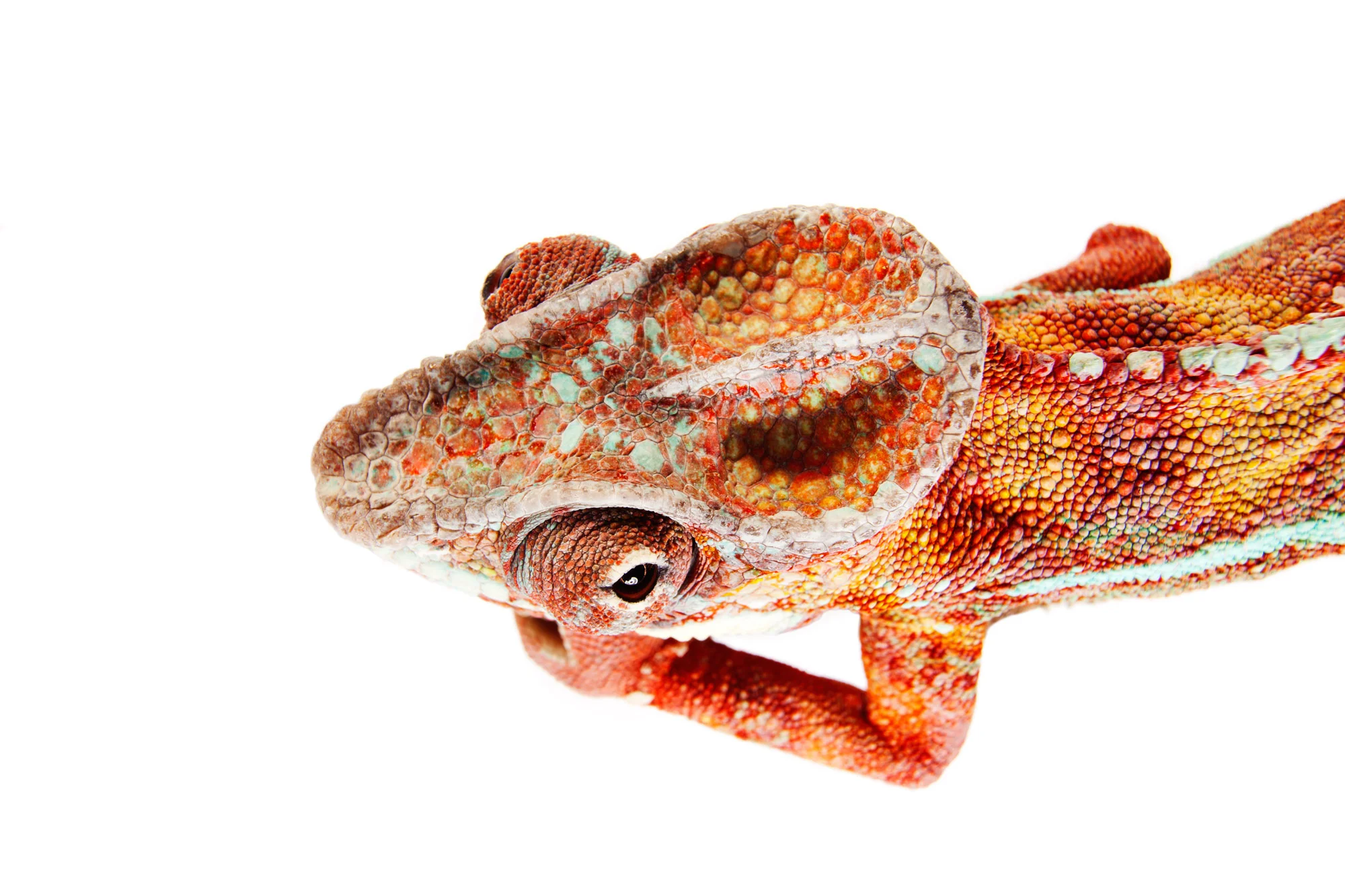 Animal Photo Madagascar Panther Chameleon