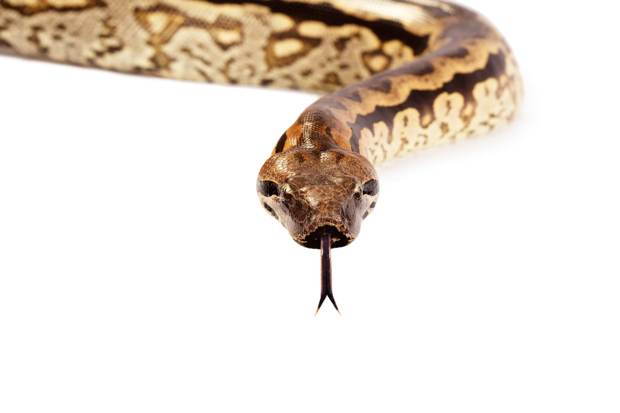 Animal Photo Madagascar Ground Boa