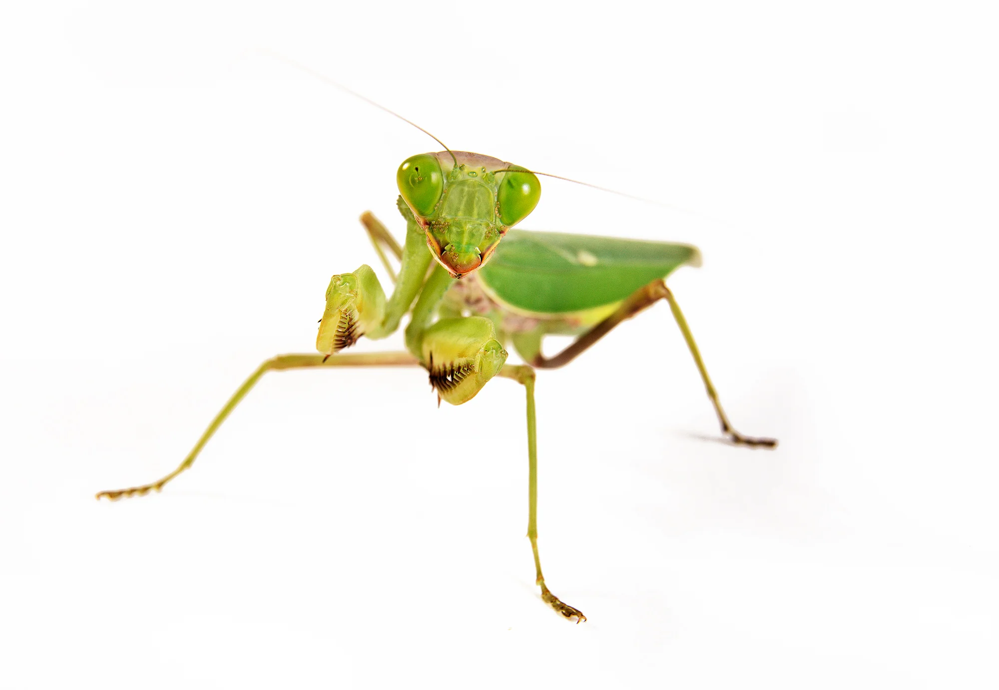 Animal Photo Madagascar Praying Mantis